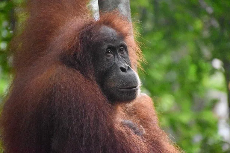 Jungle Inn Bukit lawang