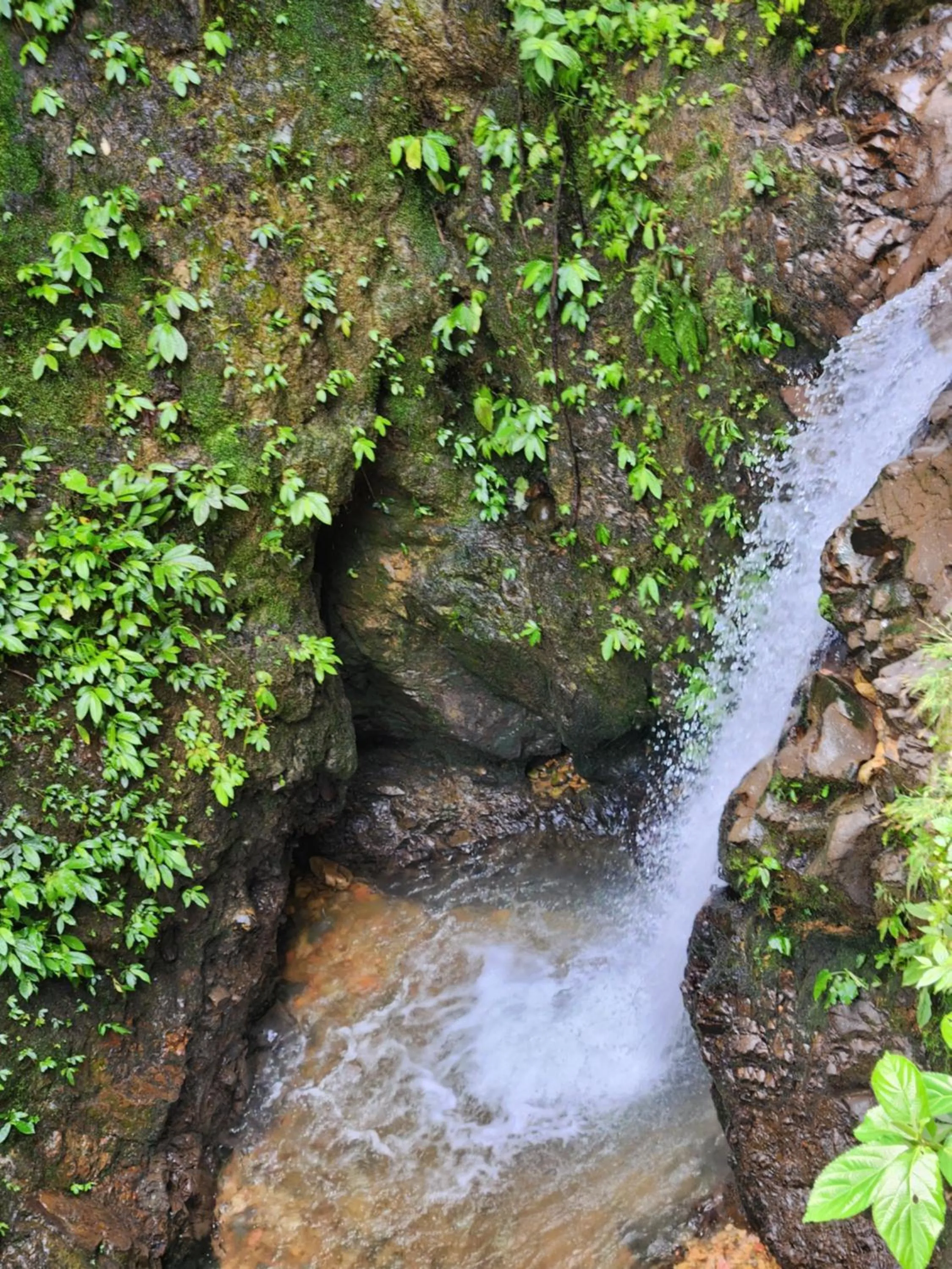 Jungle Inn Bukit lawang