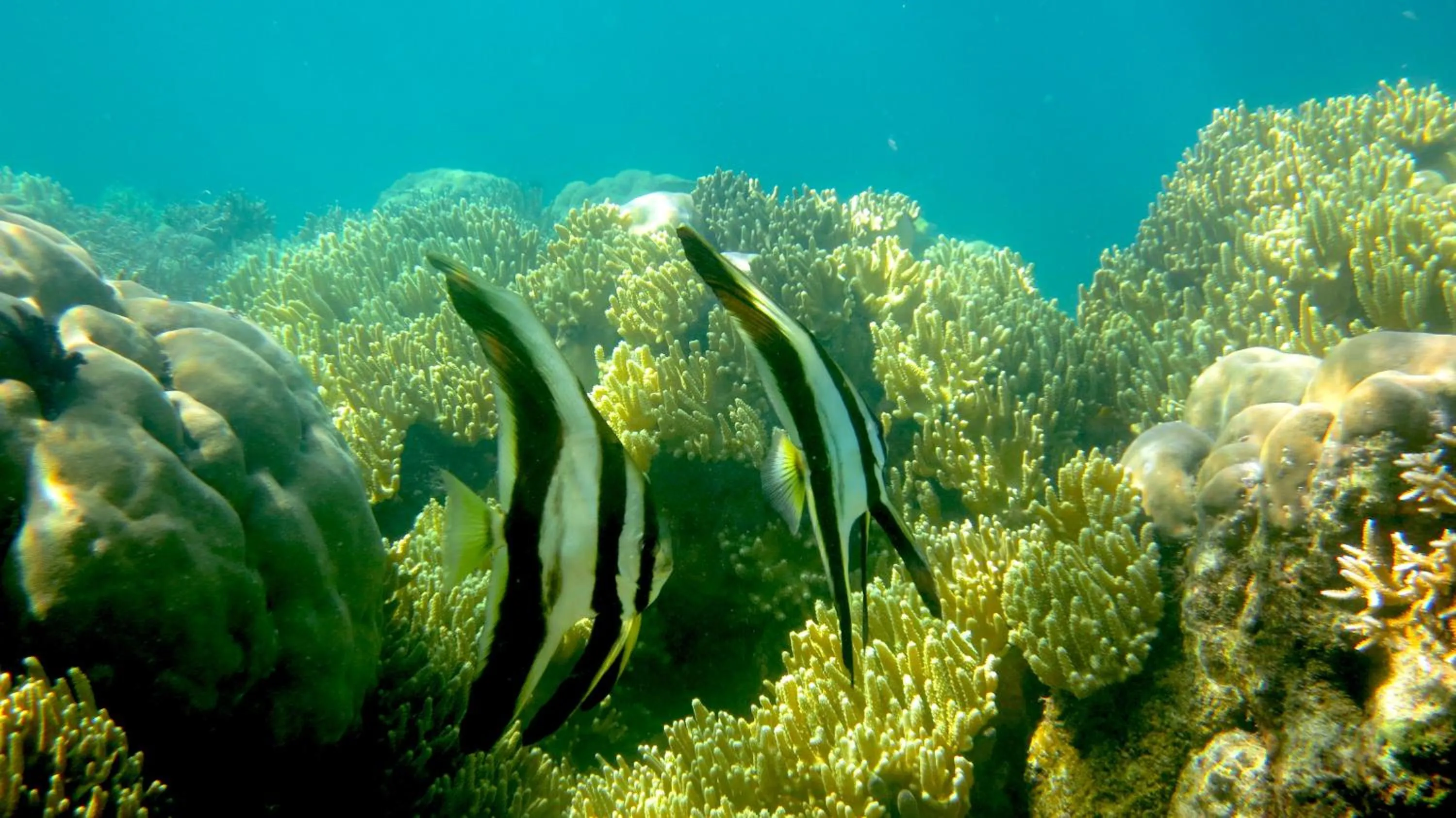 Swimming pool in Evis Resort at Nggatirana Island