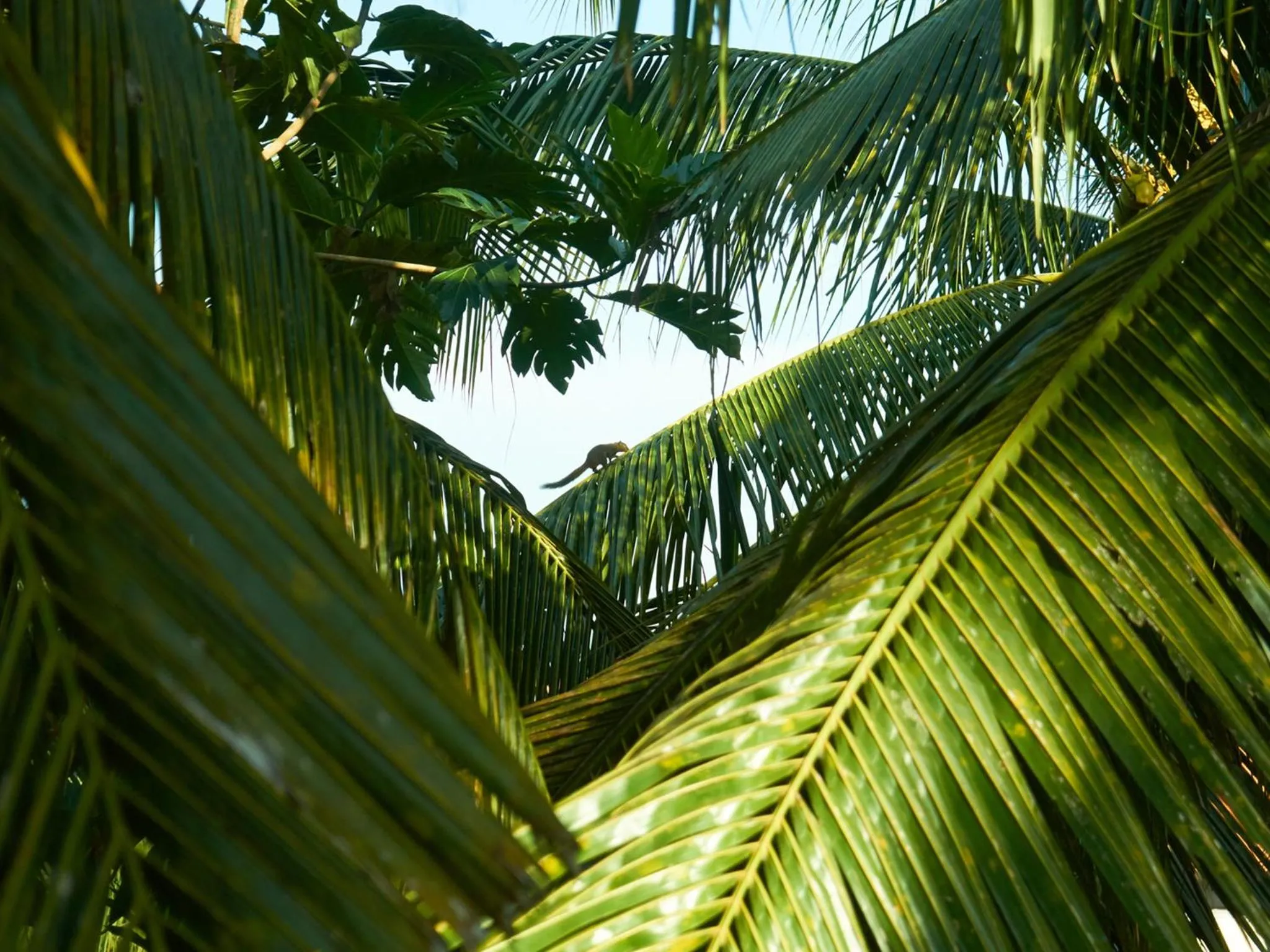 Garden view in Eden House Ubud