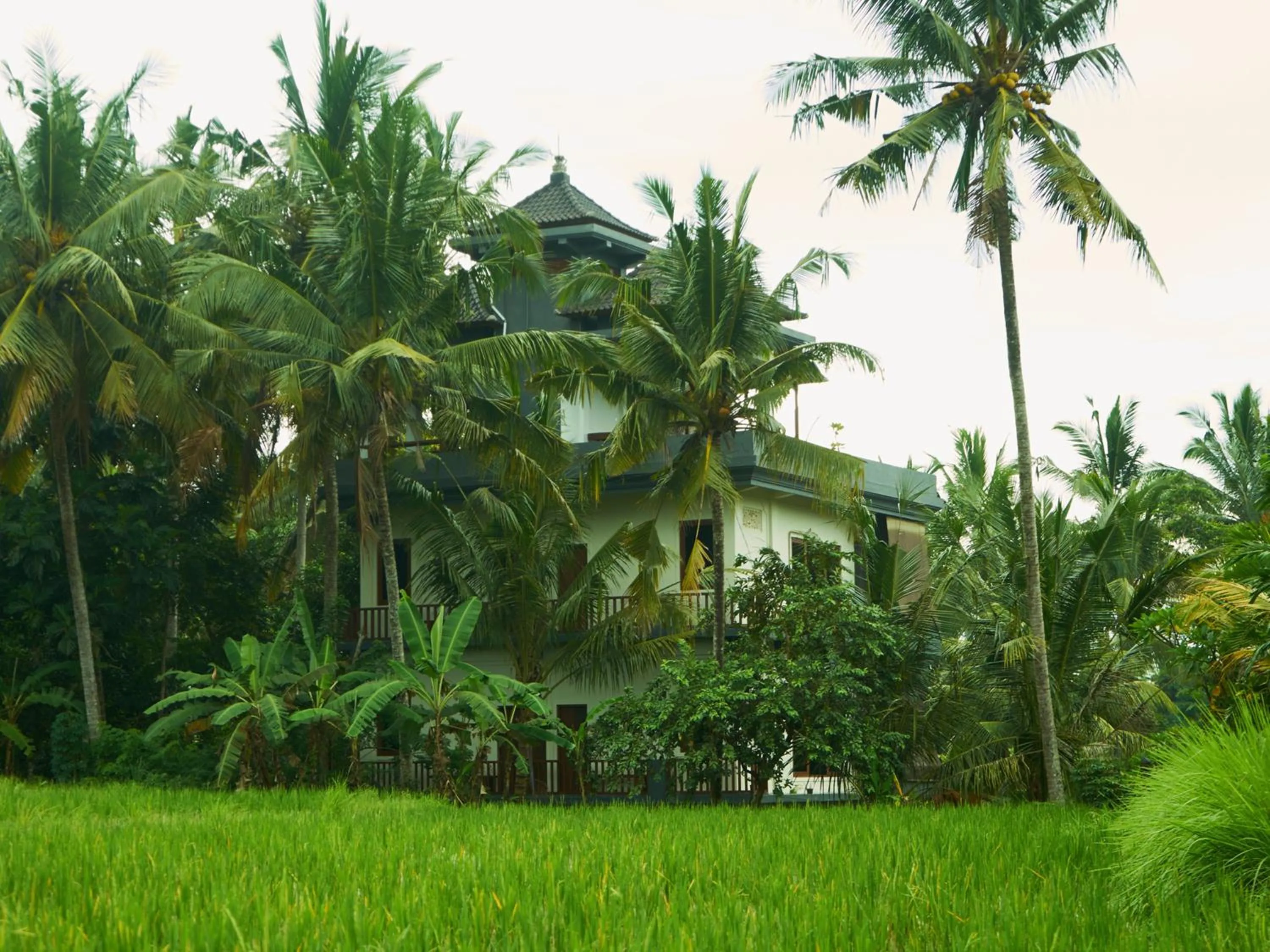 View (from property/room) in Eden House Ubud