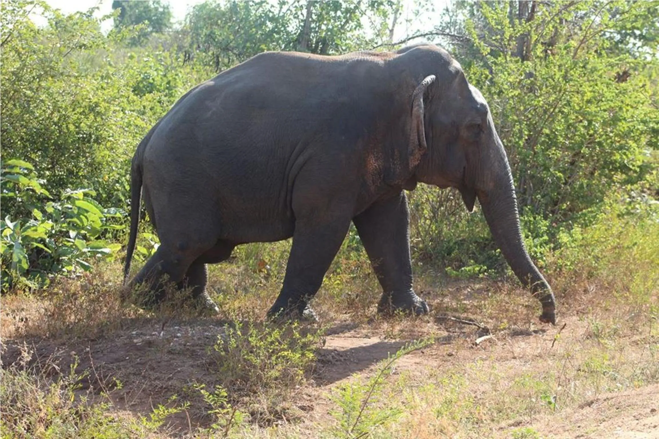 Off site in Greenwood Udawalawa Safari Resort