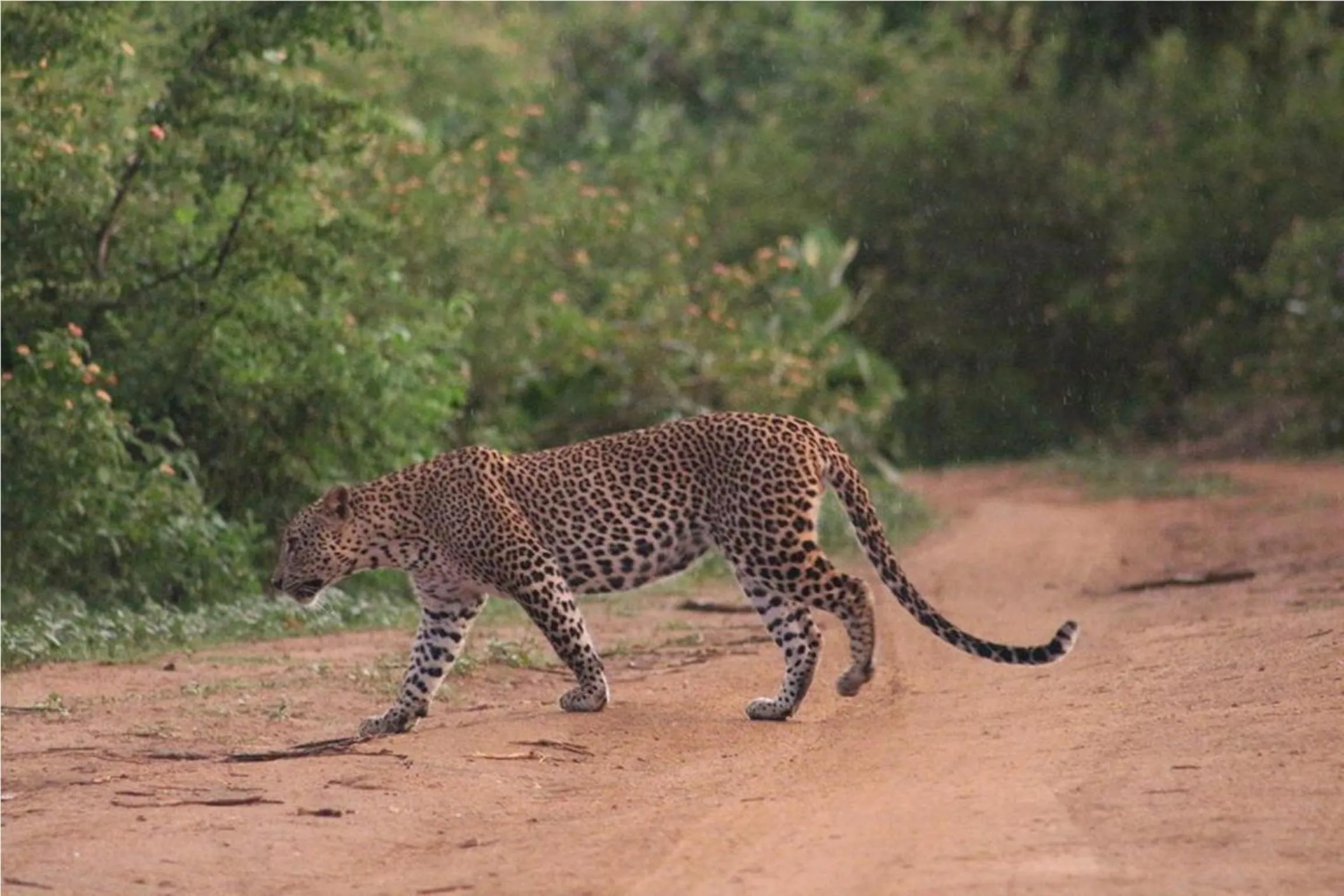 Activities in Greenwood Udawalawa Safari Resort