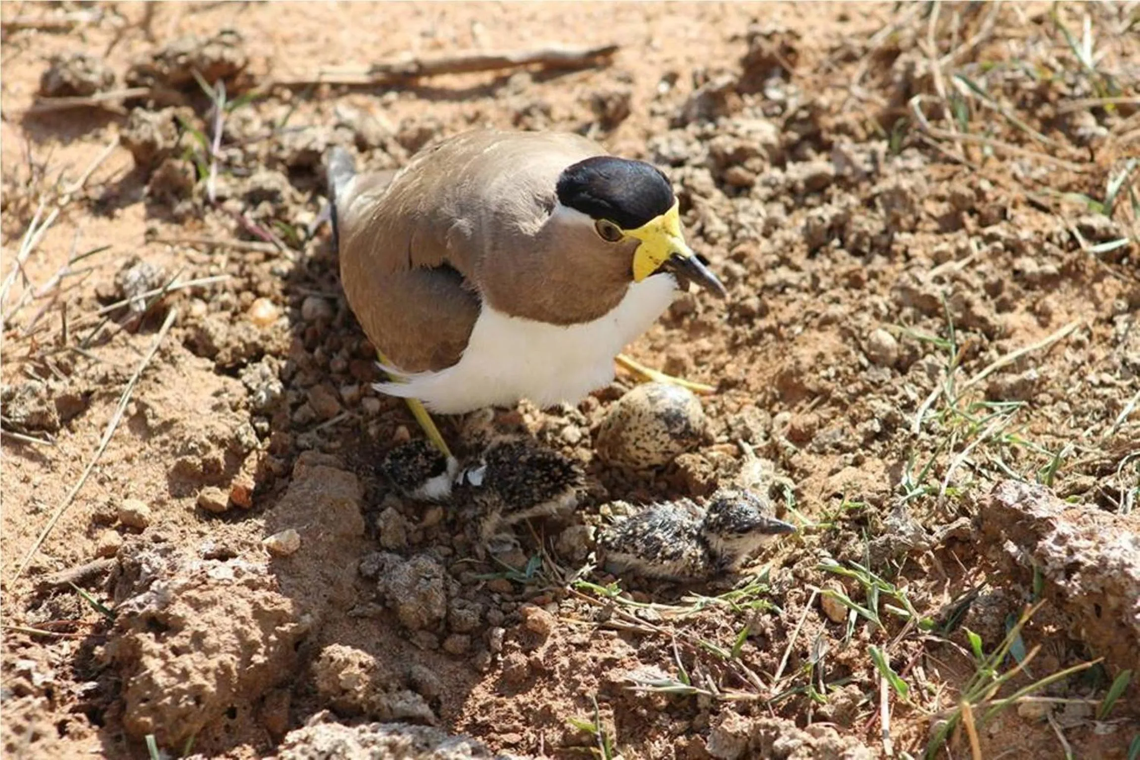 Off site in Greenwood Udawalawa Safari Resort