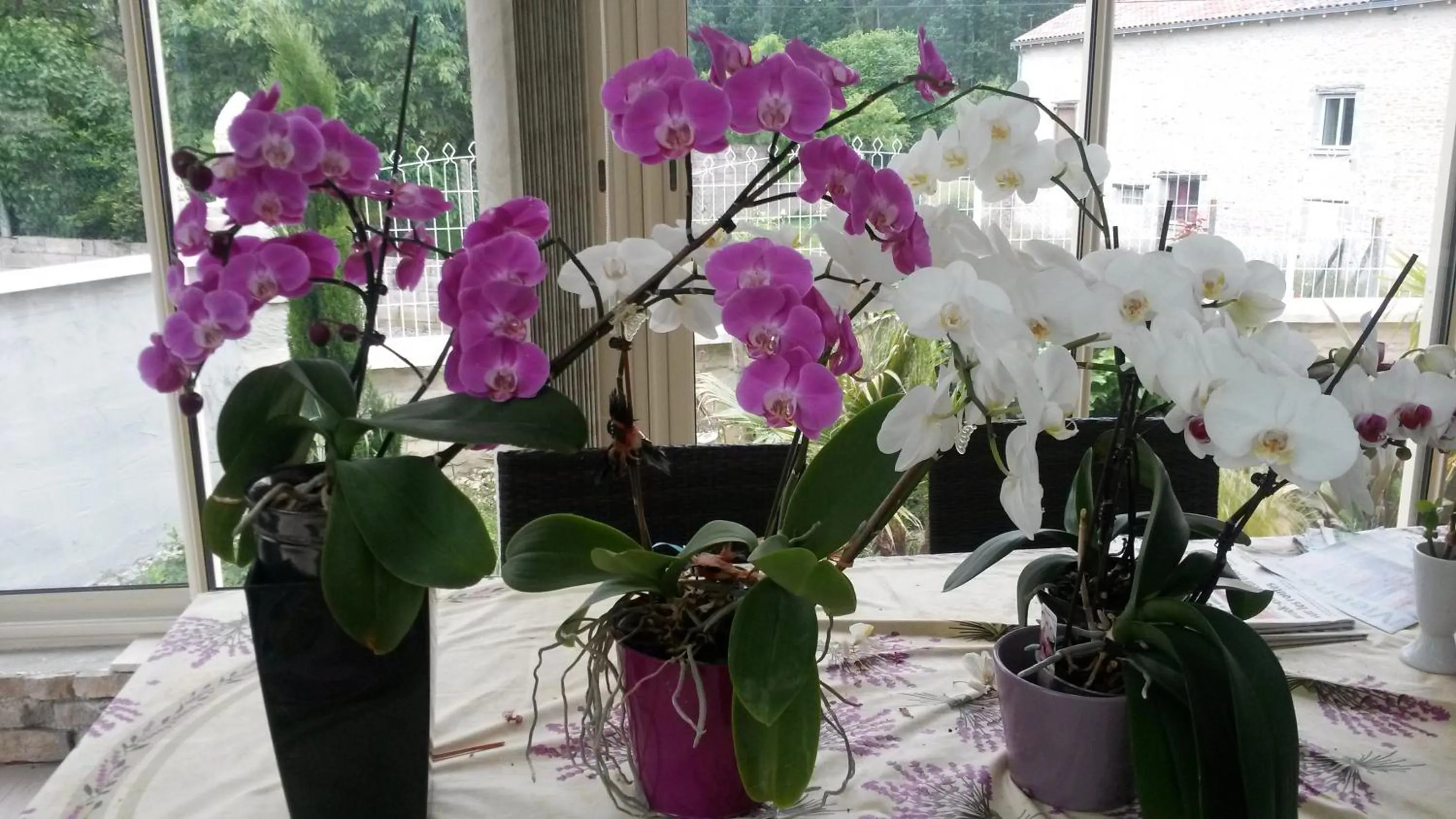 Decorative detail in Chambre d'Hôtes Les Orchidées FUTUROSCOPE CHASSENEUIL POITIERS