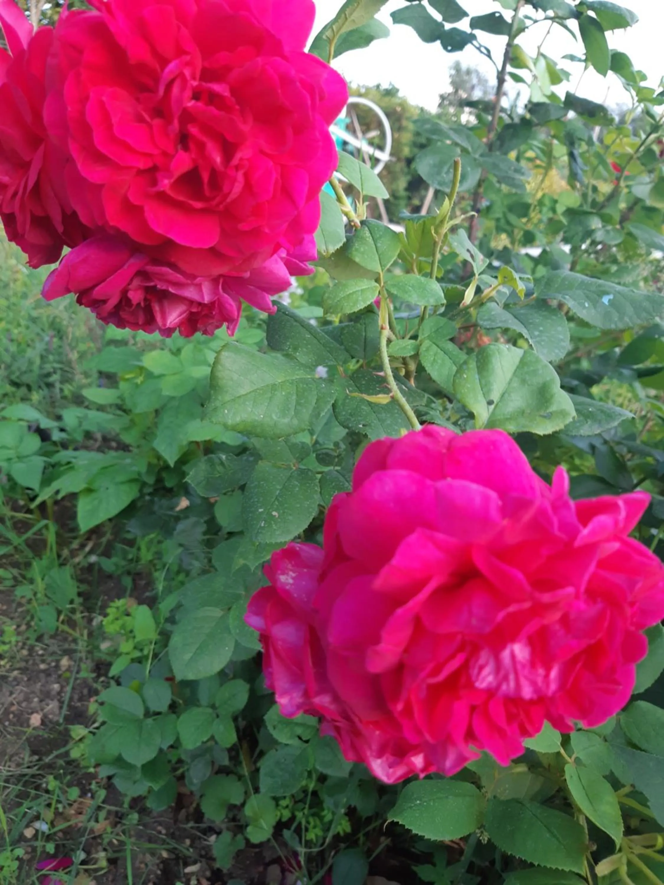 Chambre d'Hôtes Les Orchidées FUTUROSCOPE CHASSENEUIL POITIERS