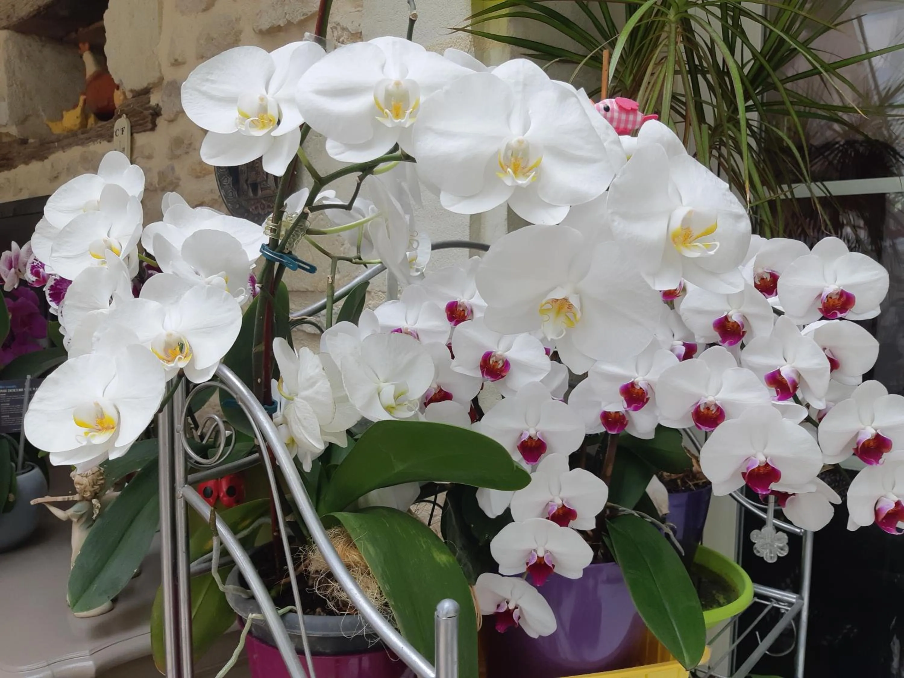 Chambre d'Hôtes Les Orchidées FUTUROSCOPE CHASSENEUIL POITIERS