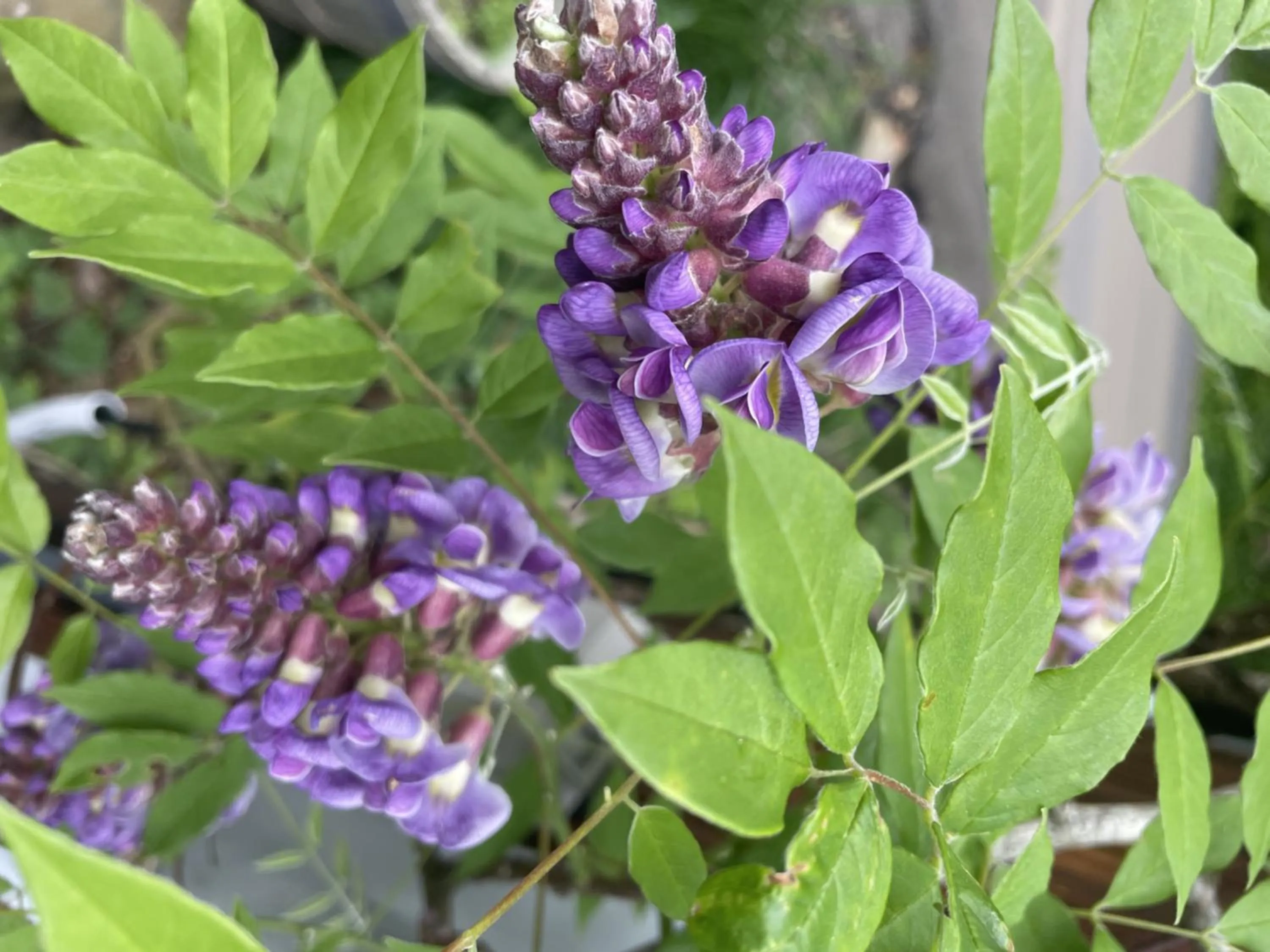 Spring in Mt Mitchell Cabin Rentals