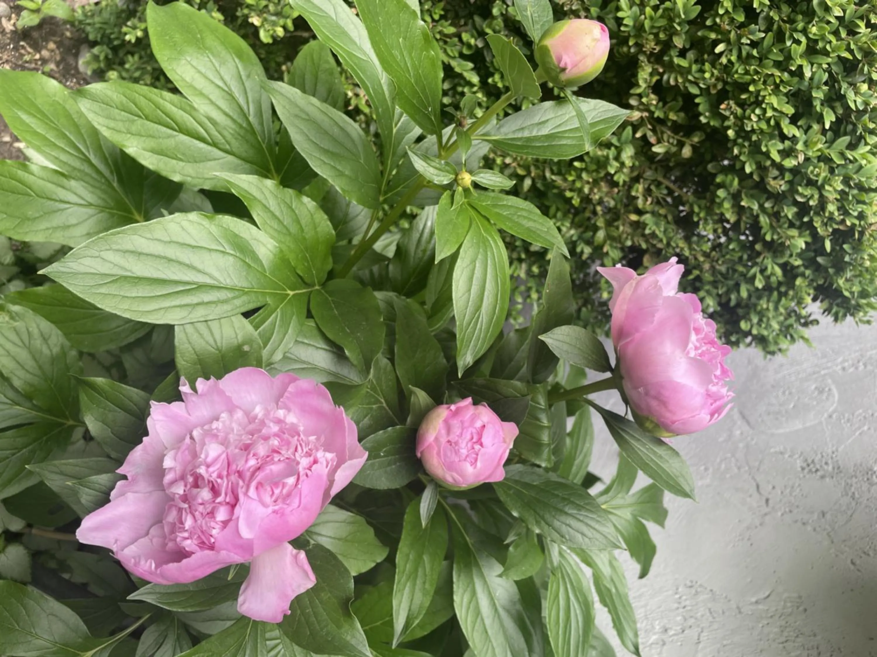 Spring in Mt Mitchell Cabin Rentals