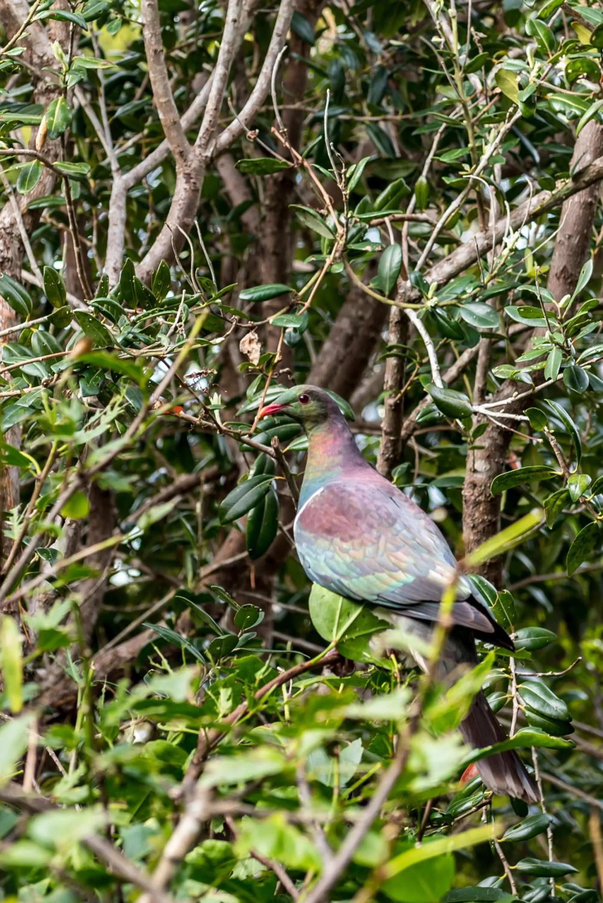 Natural landscape in Craicor Boutique Apartments