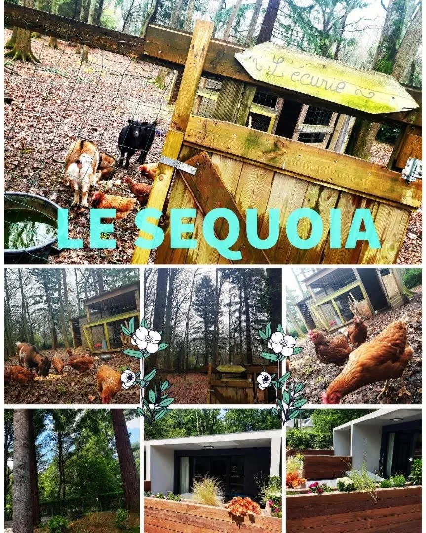 Garden in Le séquoia