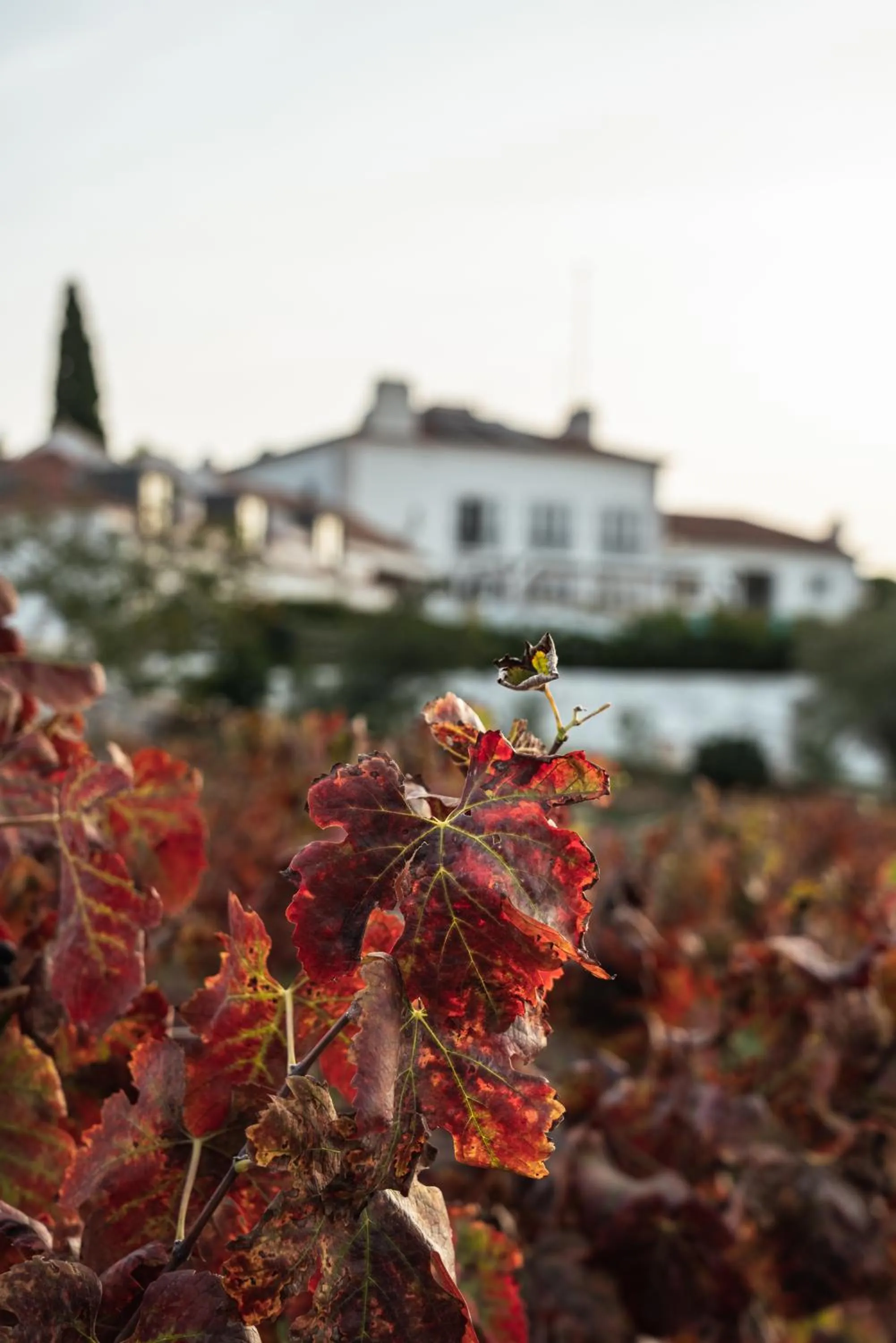 Natural landscape in Hotel Casa Palmela - Small Luxury Hotels of The World, Hotel & Villas