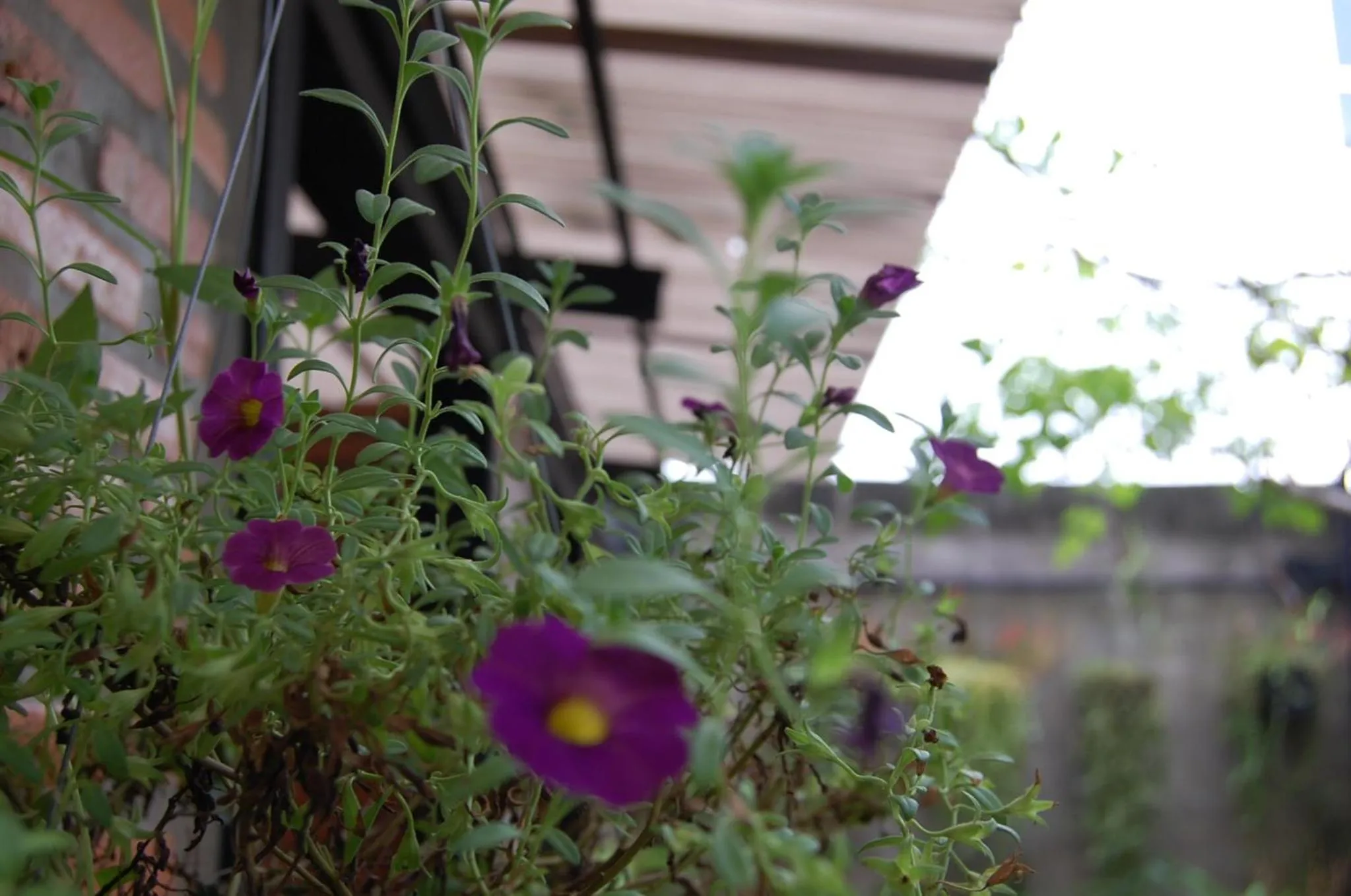 UdonBackpackers Beds and Cafe