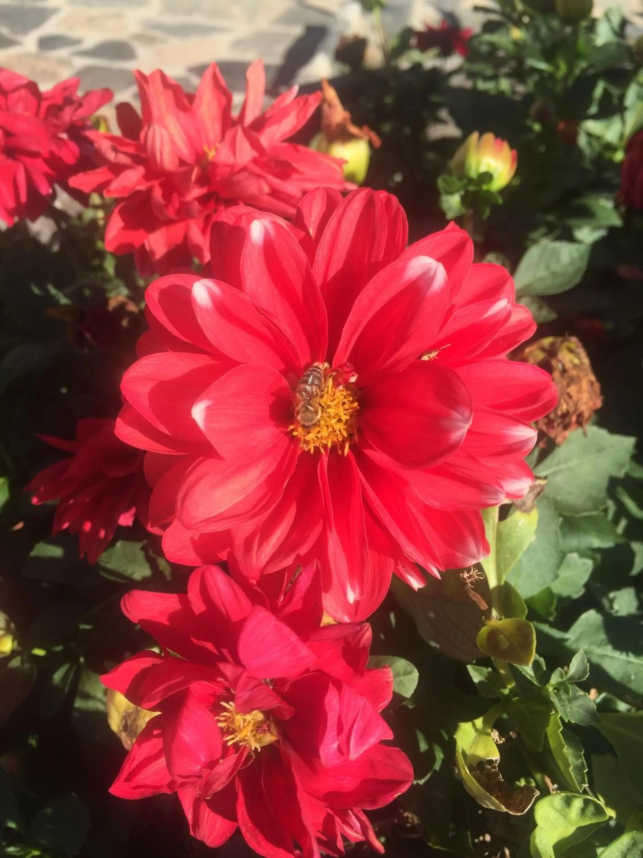 Spring in Stephania's Stone House