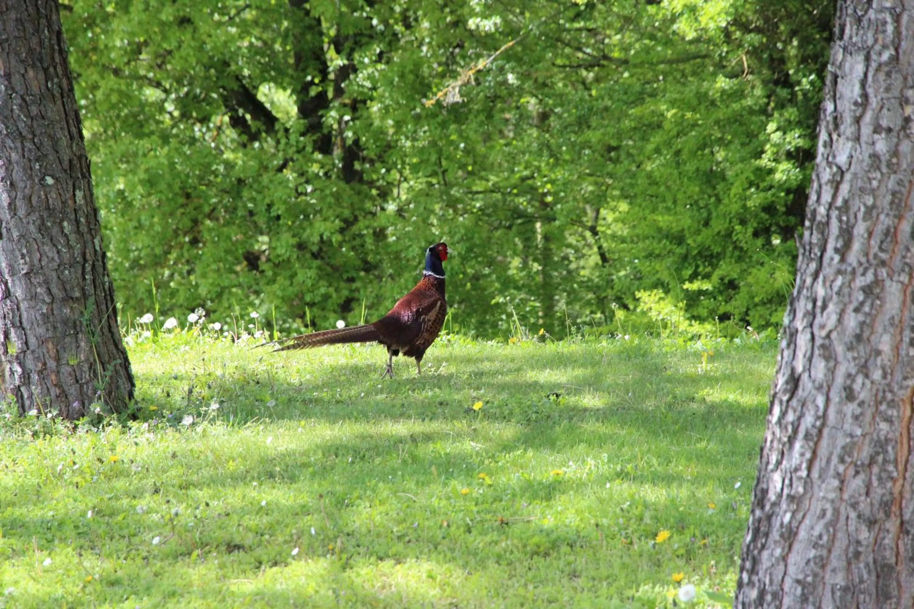 Garden in Le Vallon de Saint André