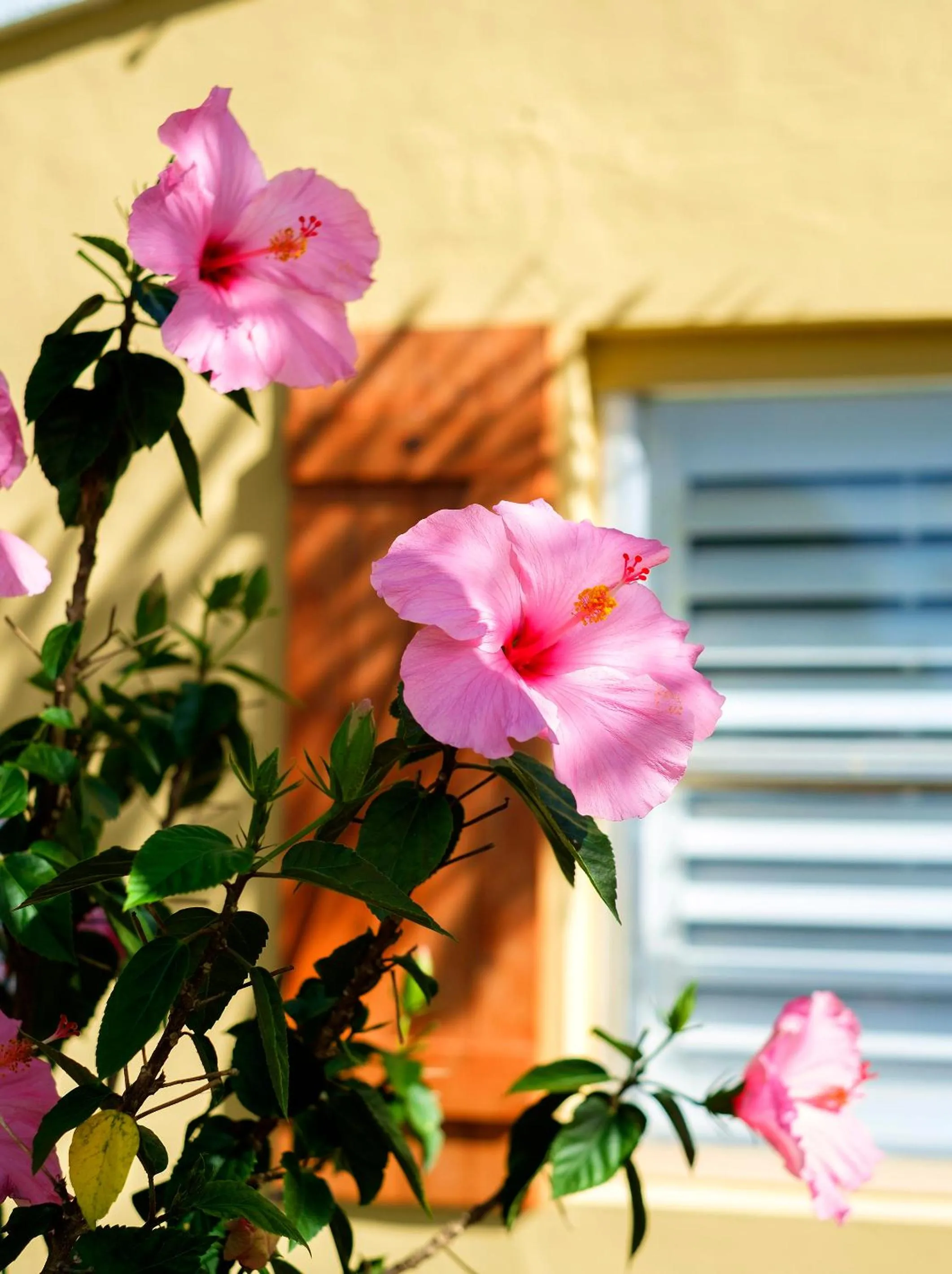 Property building in Atlantic Hideaway