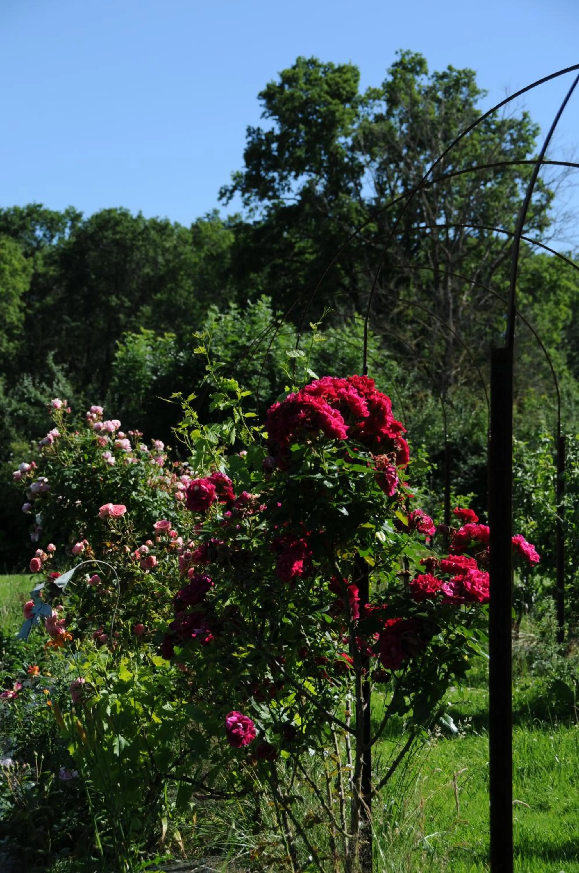 Garden in Le champ Bagnolet