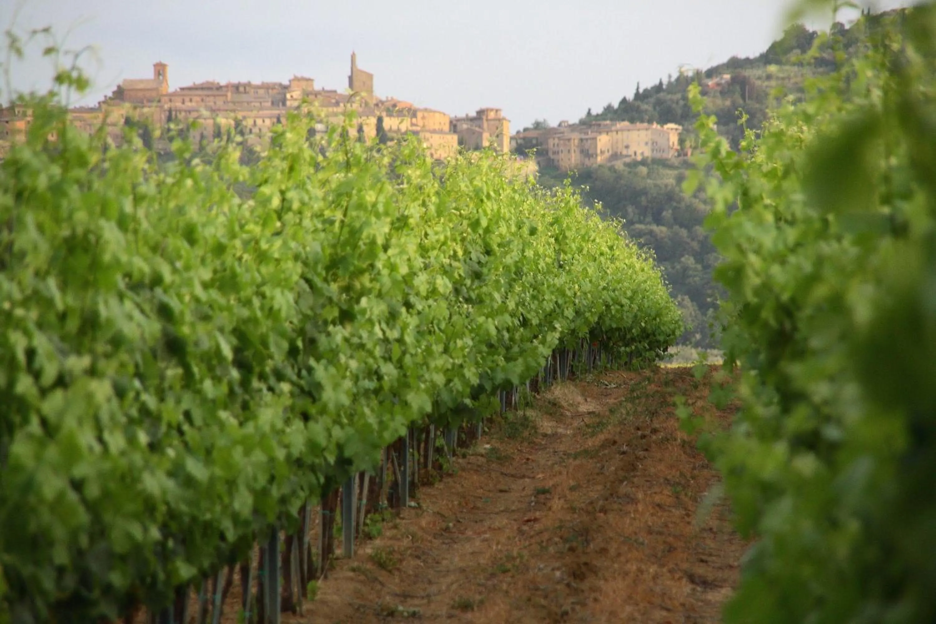 Natural landscape in Tenuta Lamborghini Golf & Resort