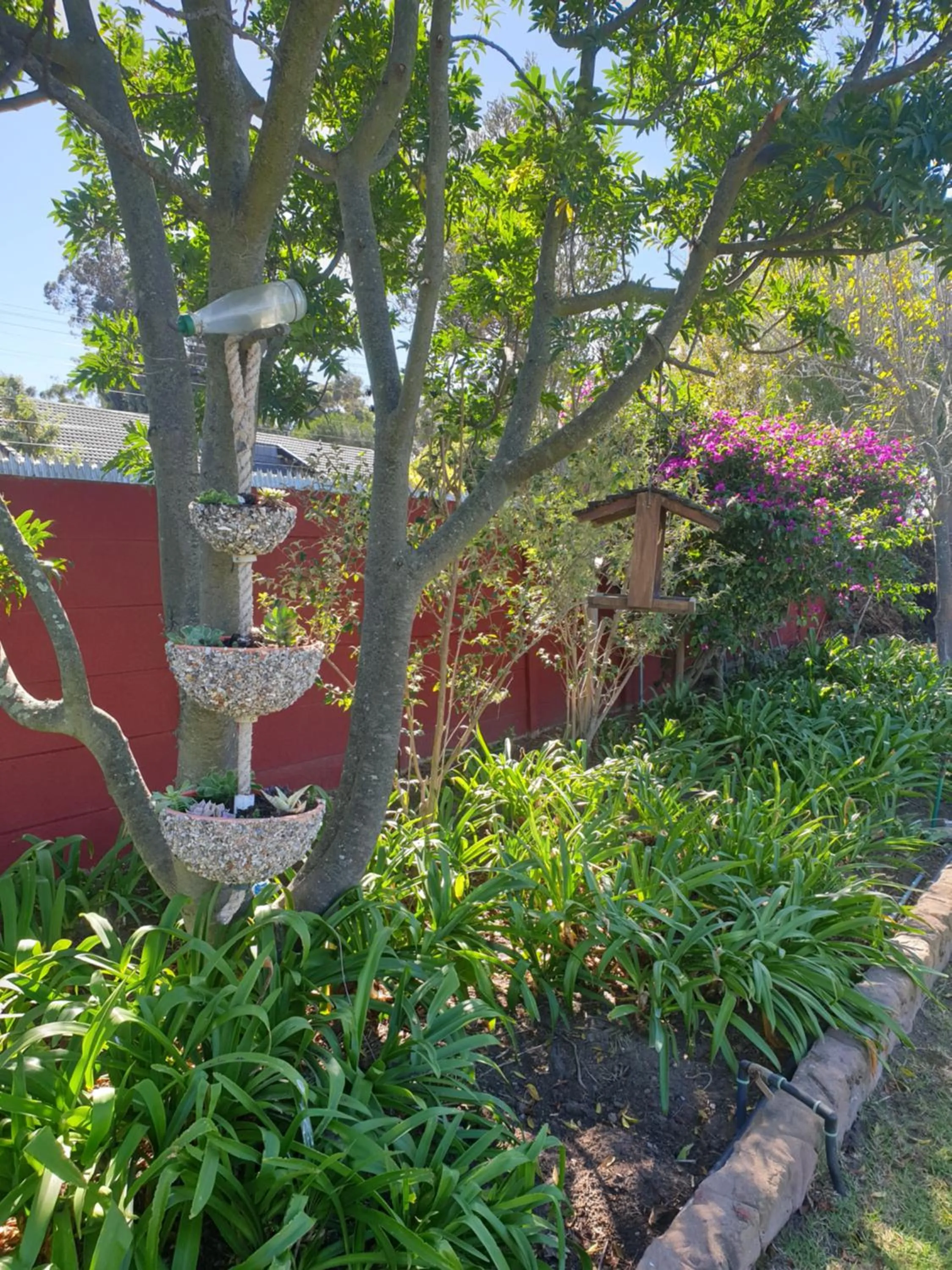 Garden in Dilisca Guesthouse