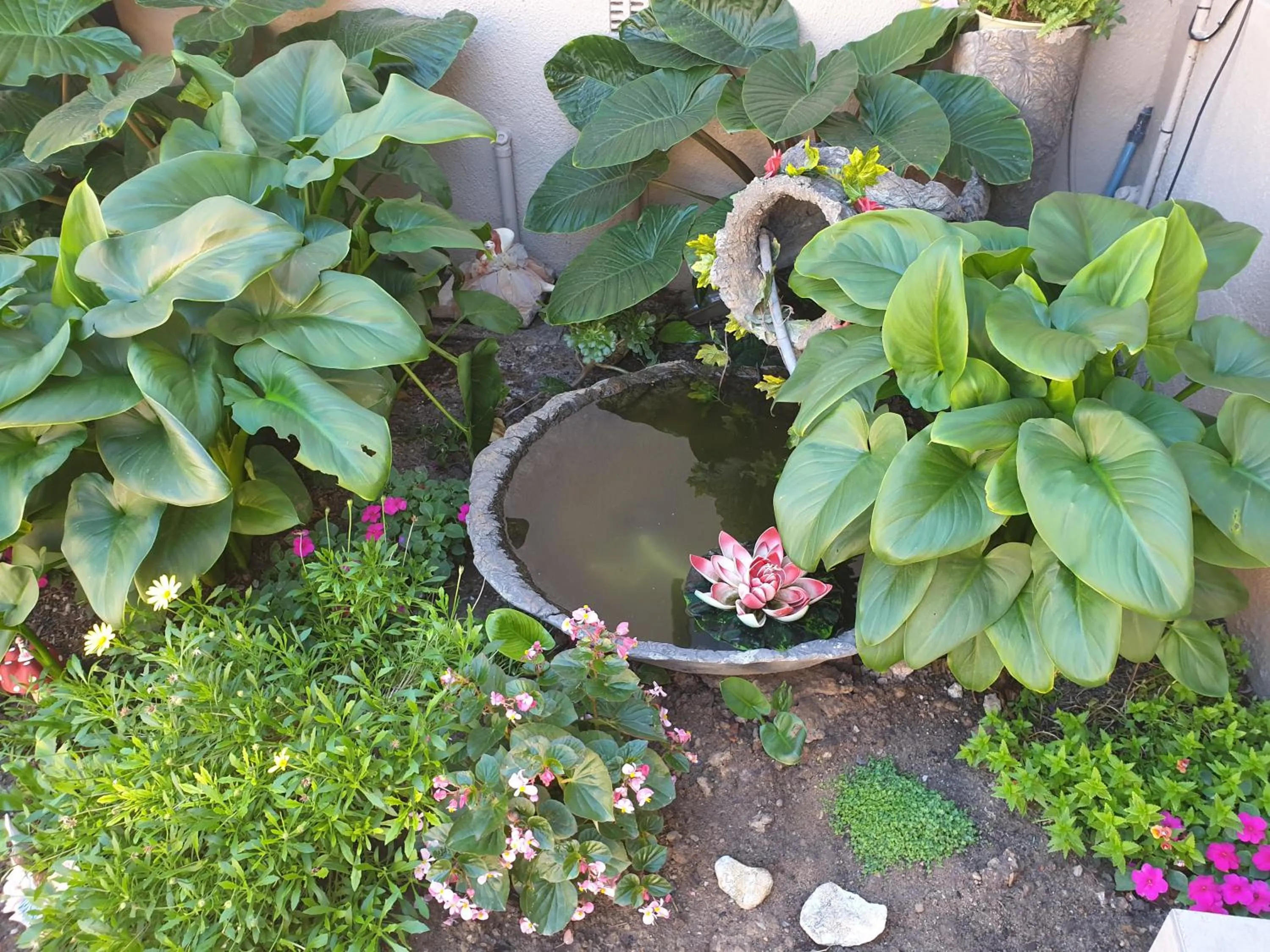 Garden in Dilisca Guesthouse