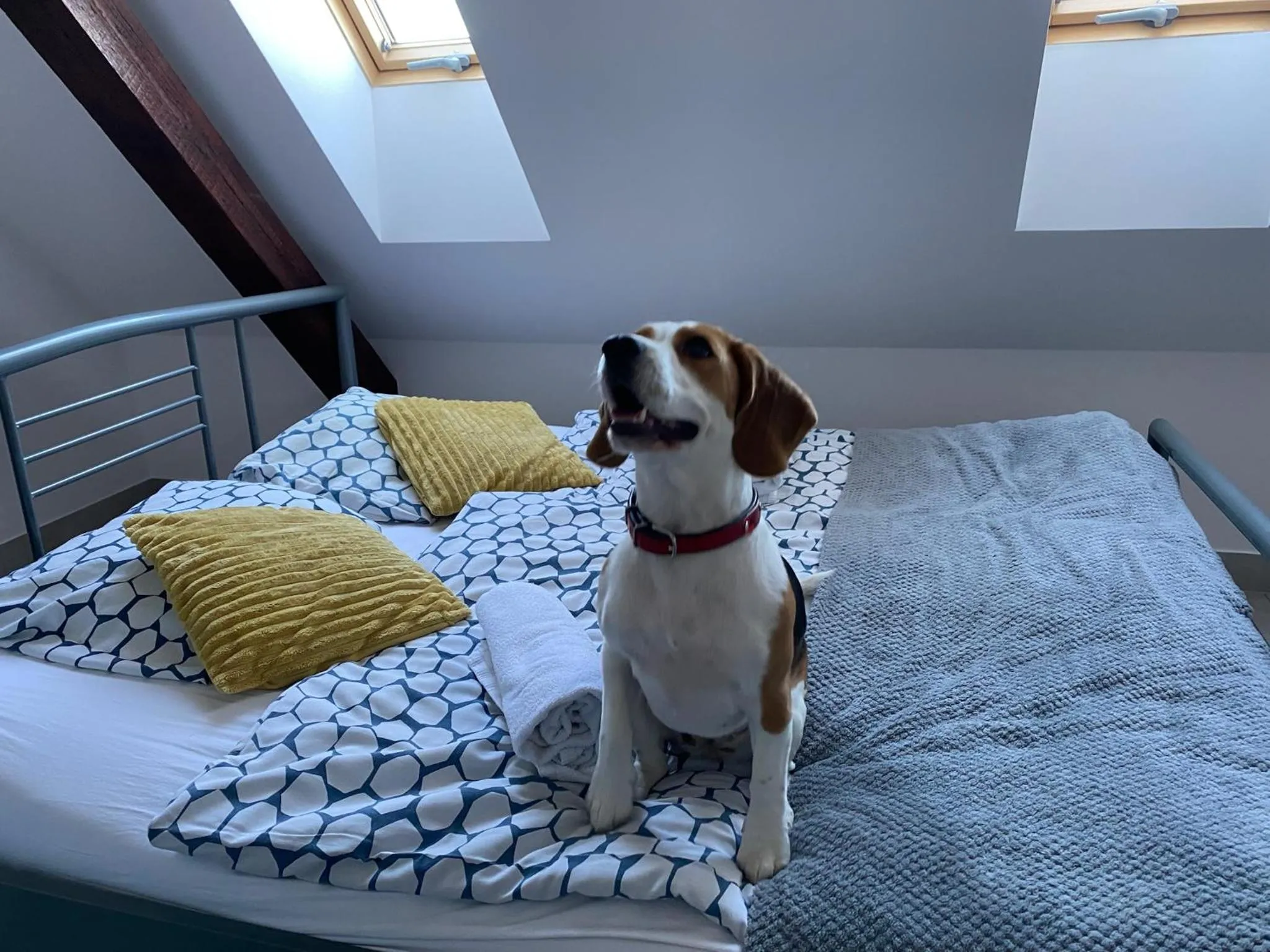 Pets, Bed in Hostel Przed Świtem