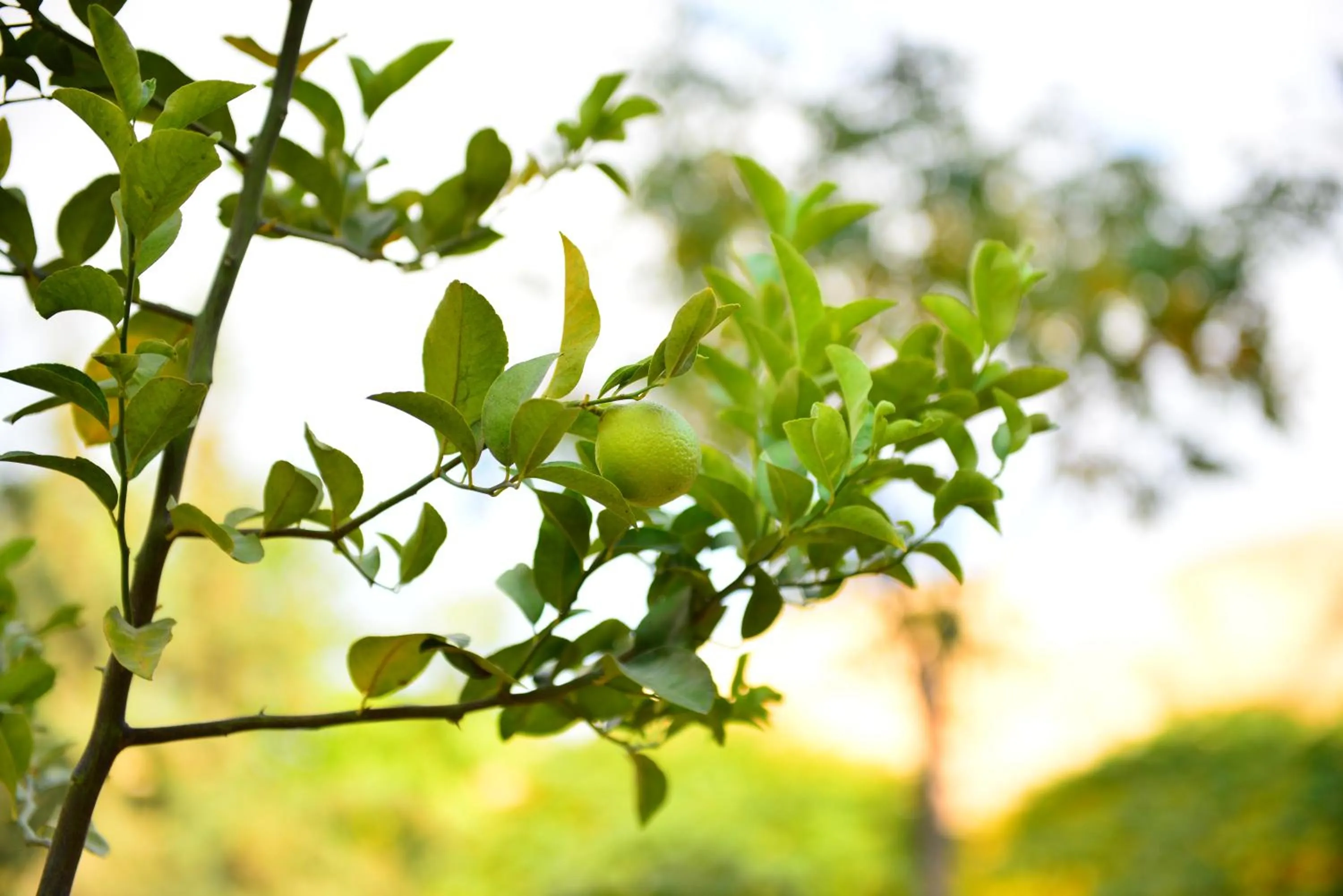 Garden view in Little Petra Bedouin Camp