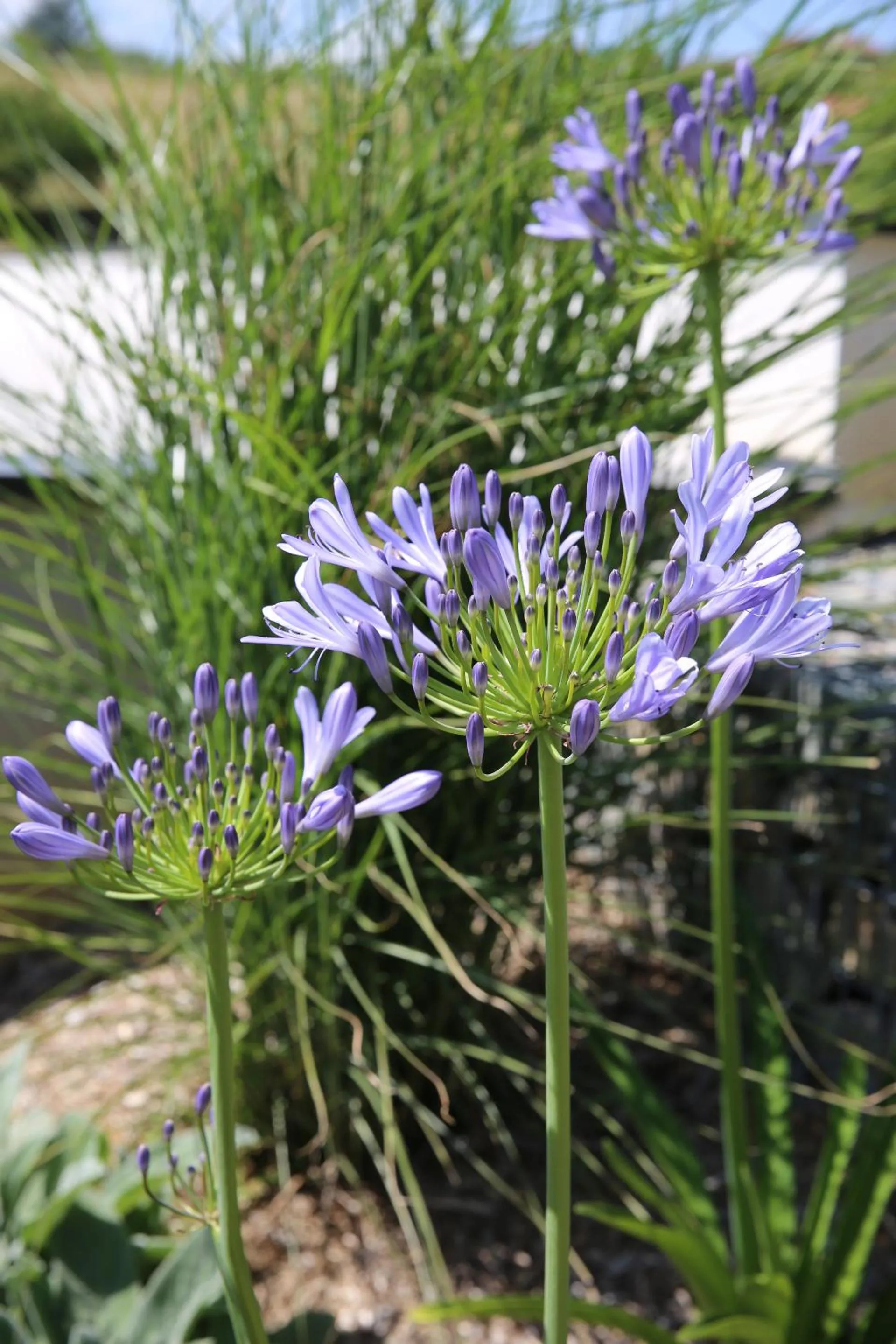 Garden view in Maison Cube