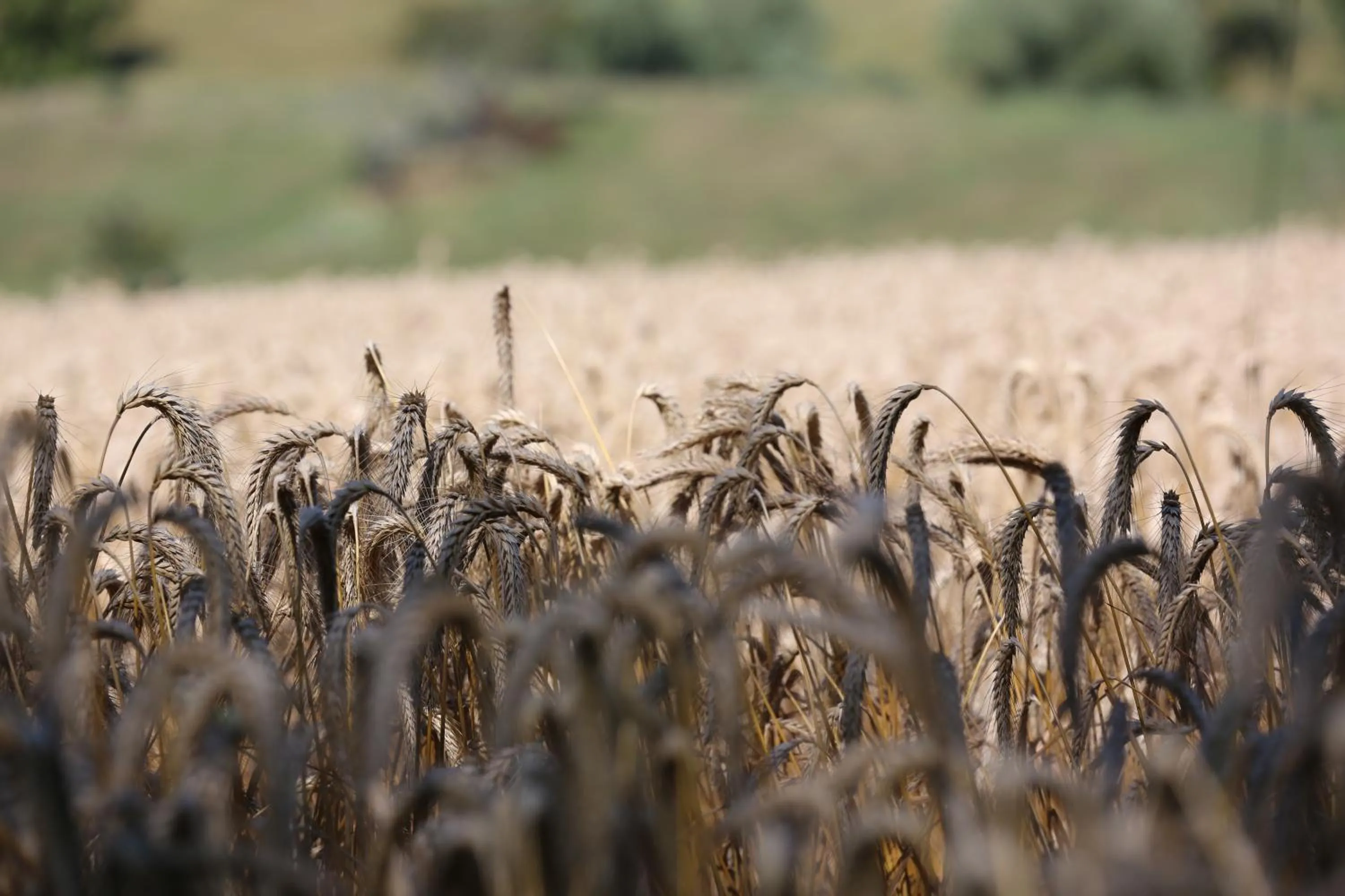 Natural landscape in Maison Cube