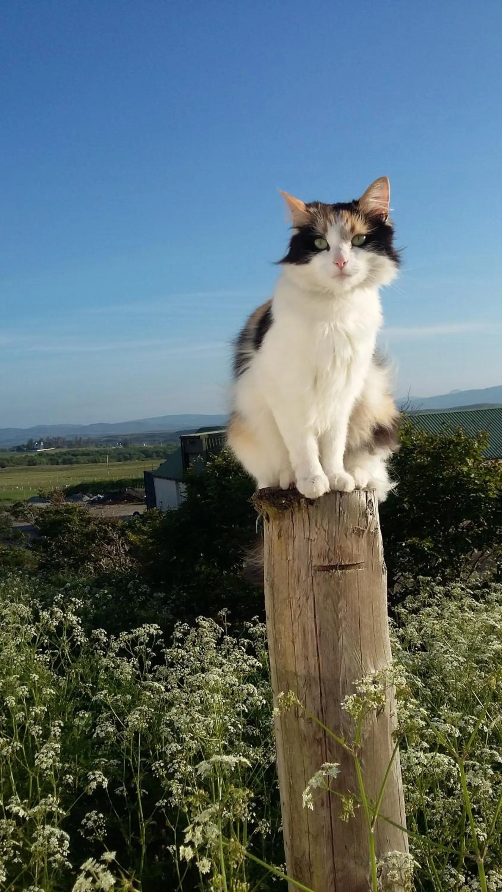 Pets in Abhaig Boutique B&B - Small & luxurious in a great location!