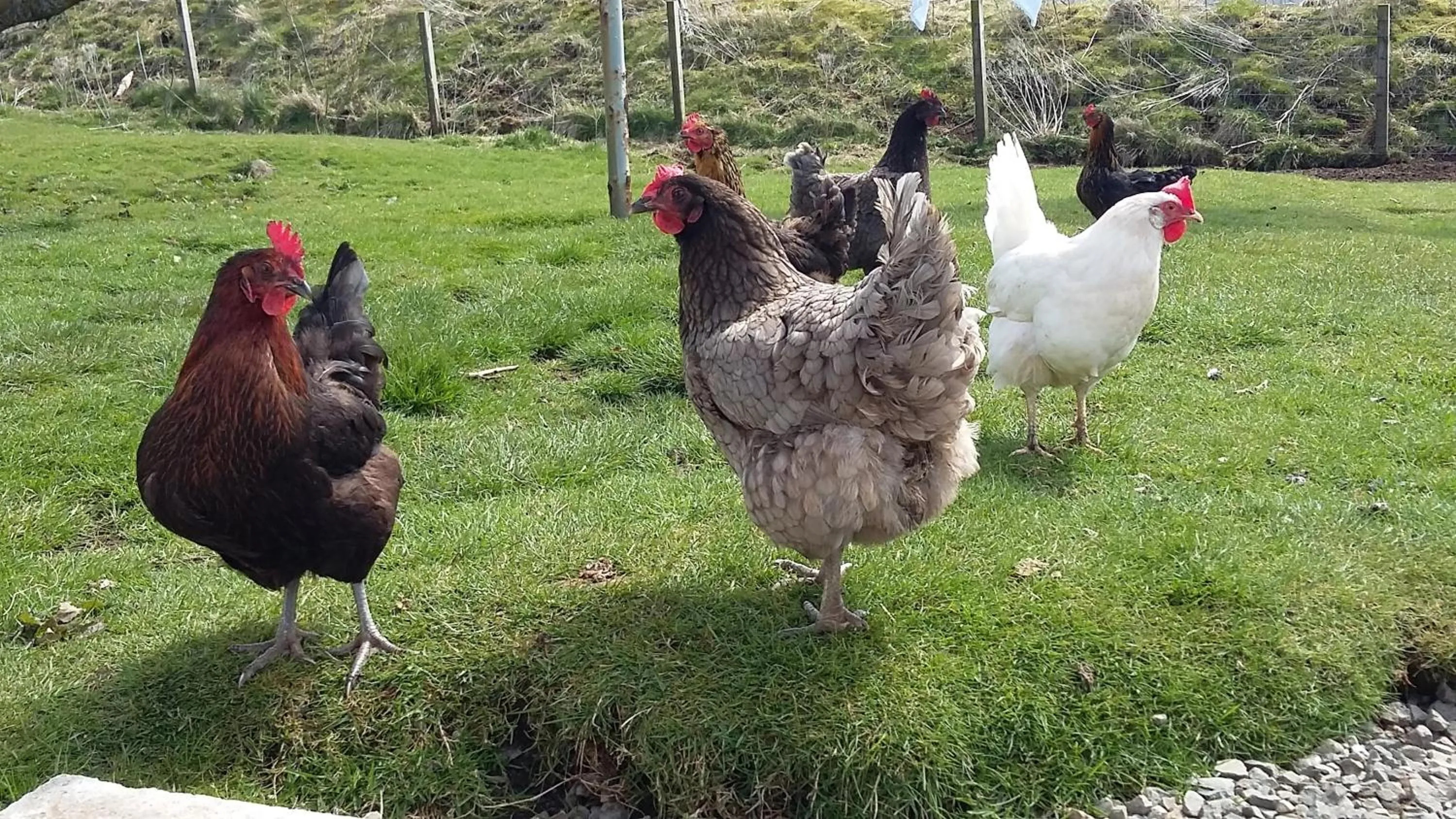 Pets in Abhaig Boutique B&B - Small & luxurious in a great location!