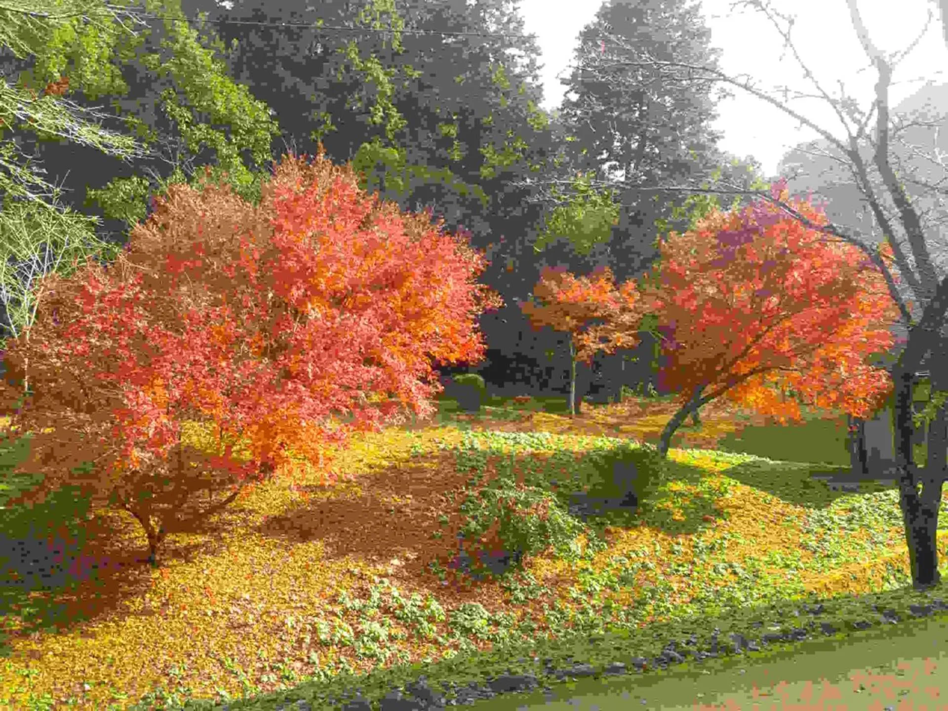 Autumn in Hitoyoshi Morinohall Ladies in - Female Only