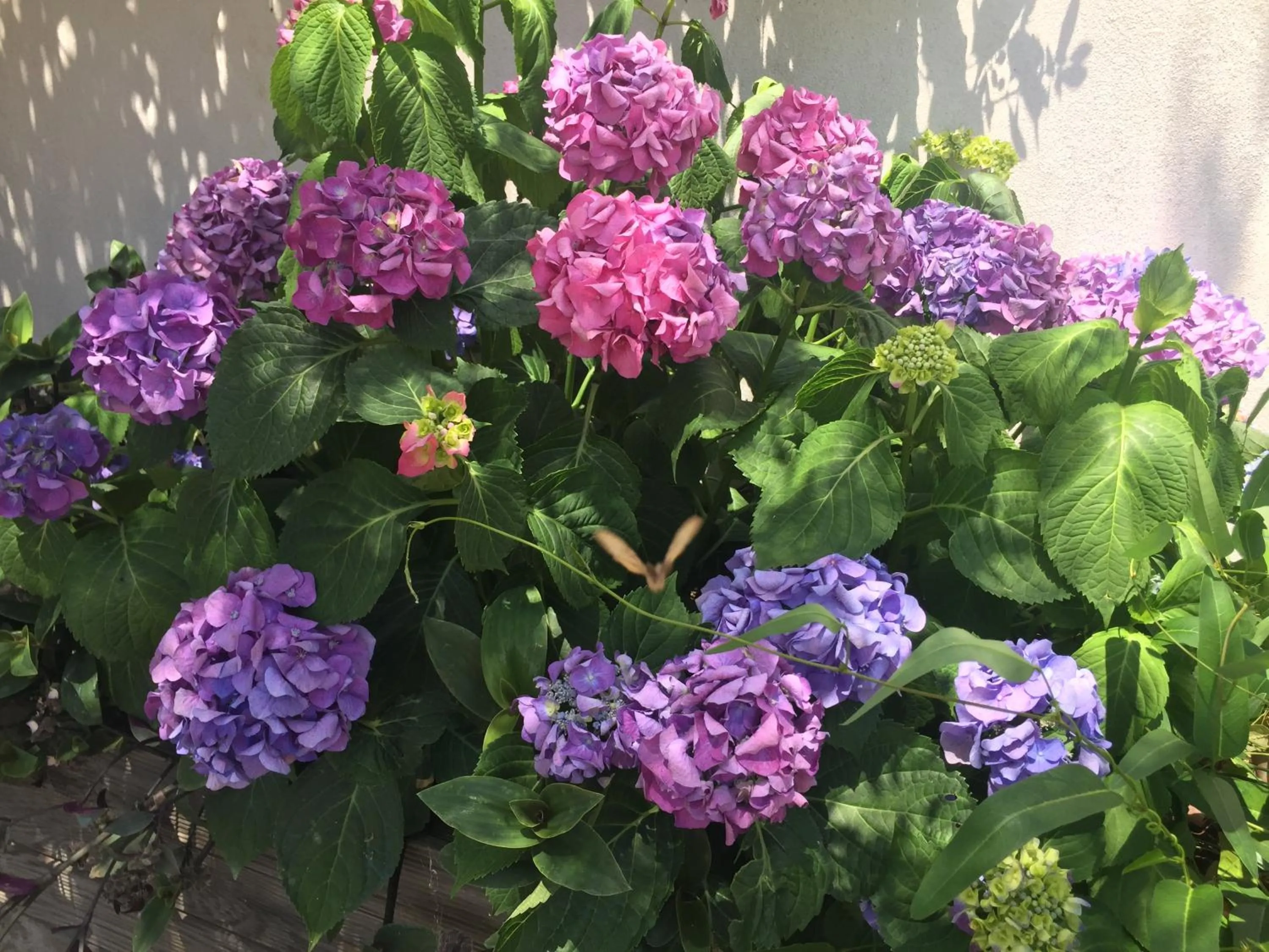 Garden in Macchia Évasion avec piscine