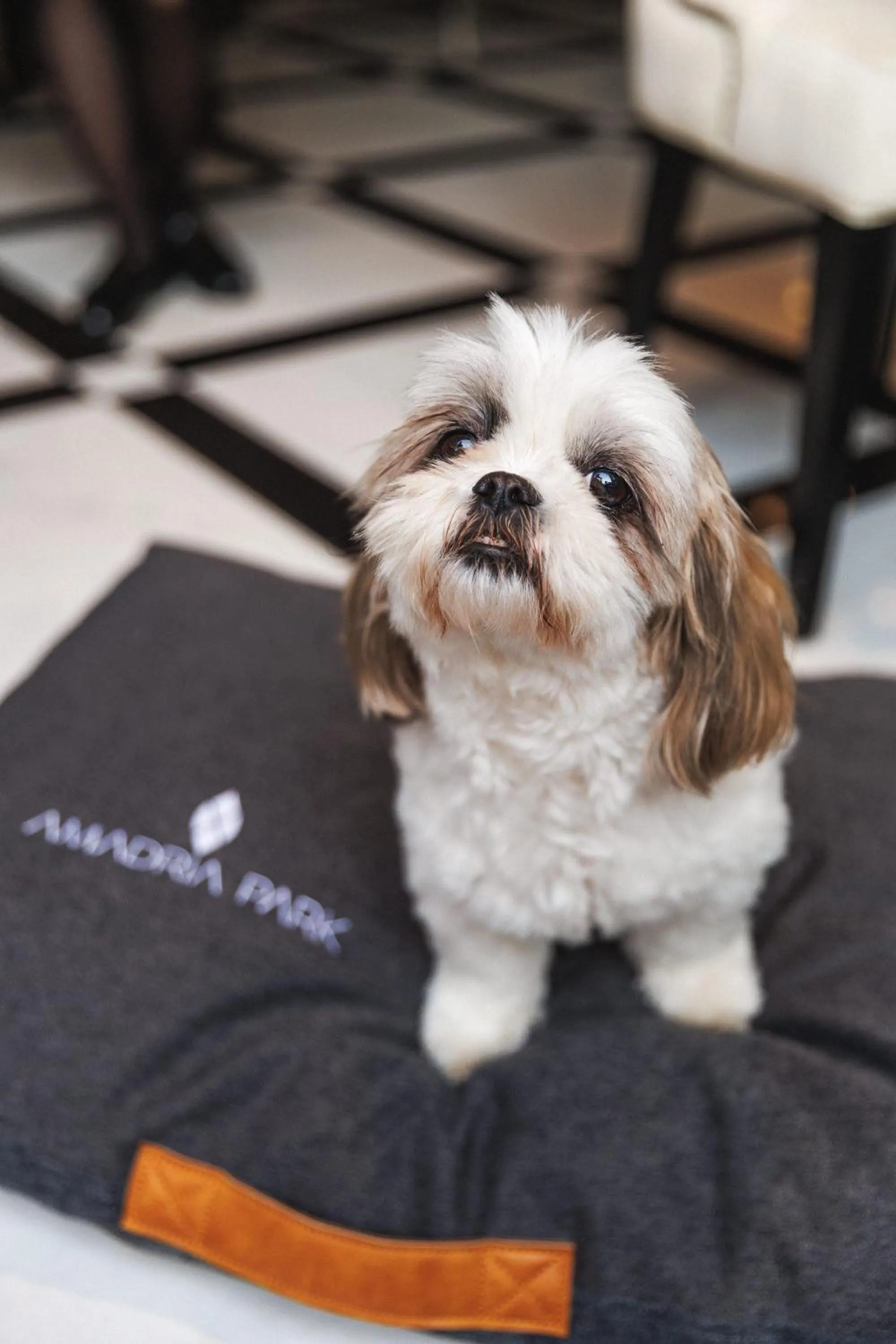 Pets in Amadria Park Hotel Agava