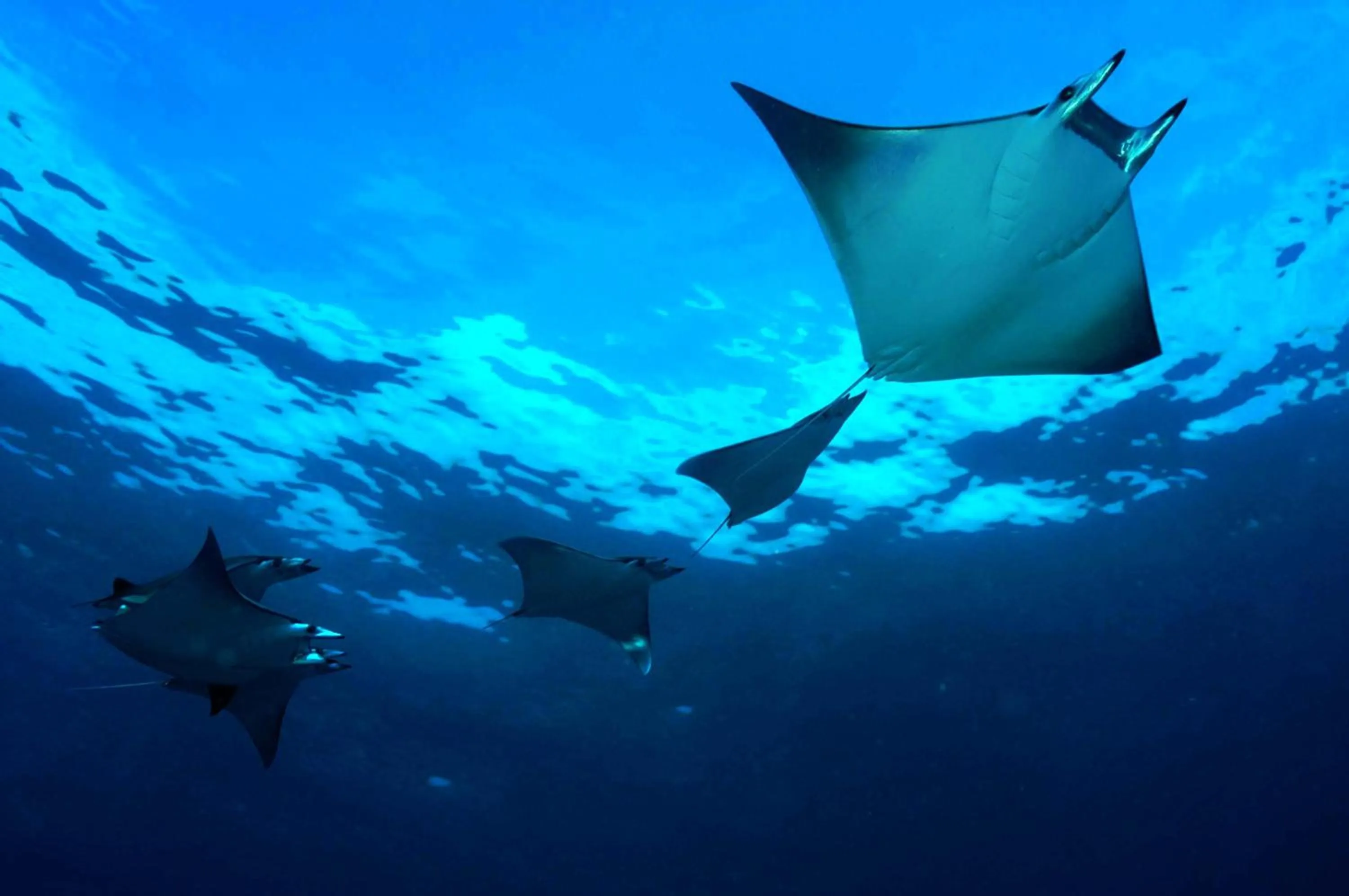 Off site in Dhigali Maldives - A Premium All-Inclusive Resort