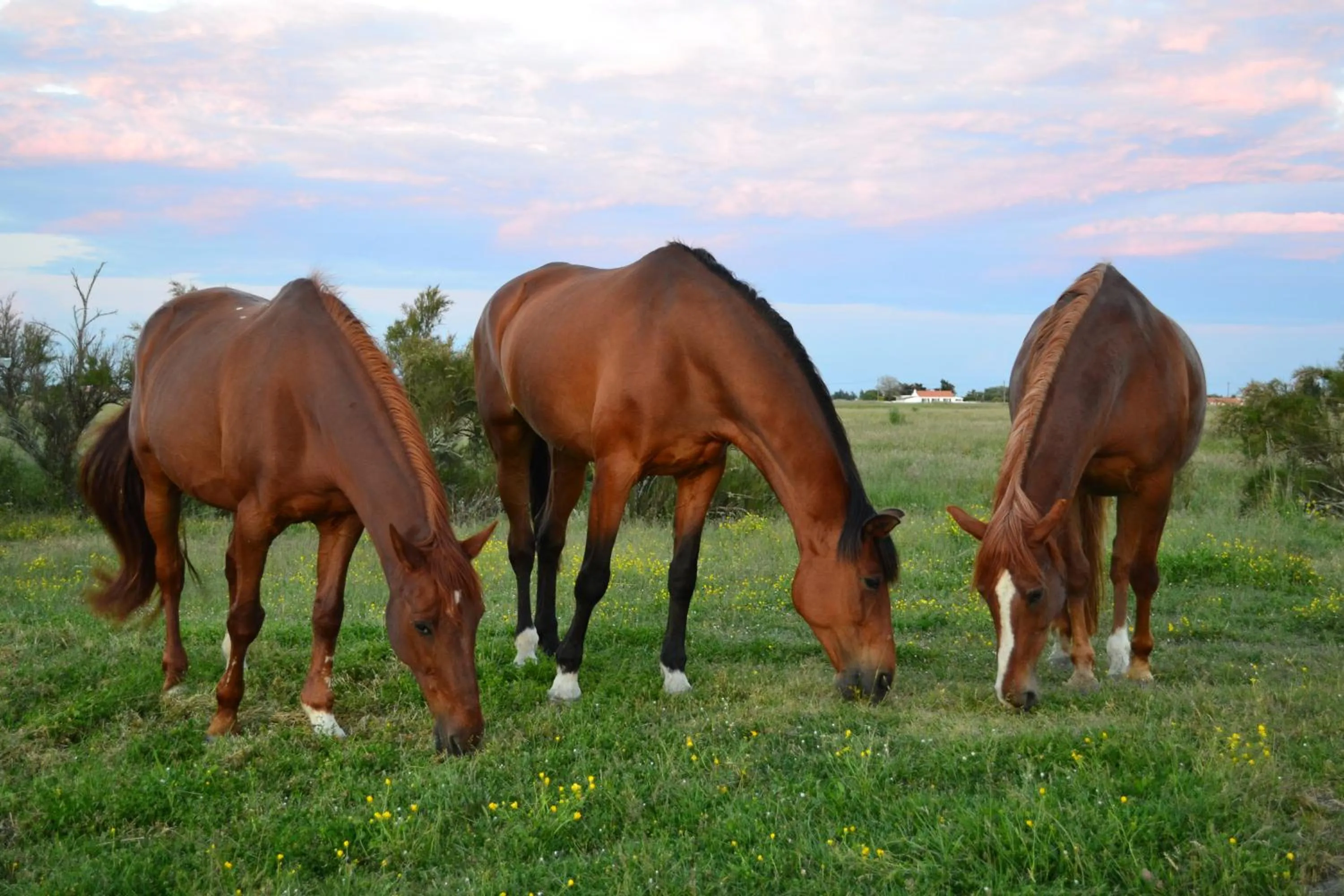 Pets in Les Pensions du Joslin