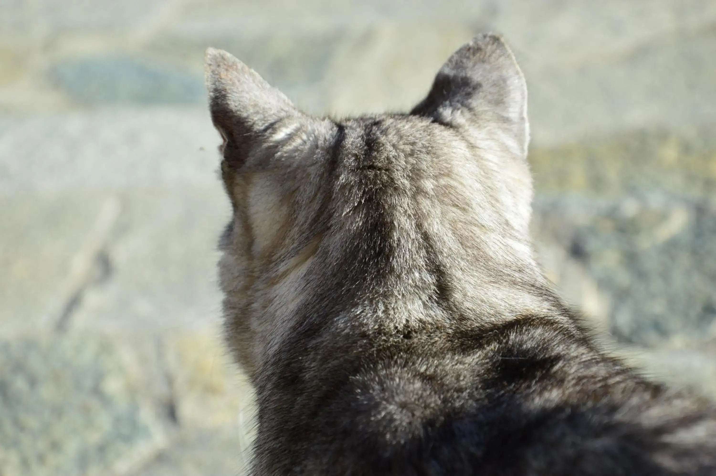 chambres et table d'hôtes du Péré chambres et table d'hôtes du Péré