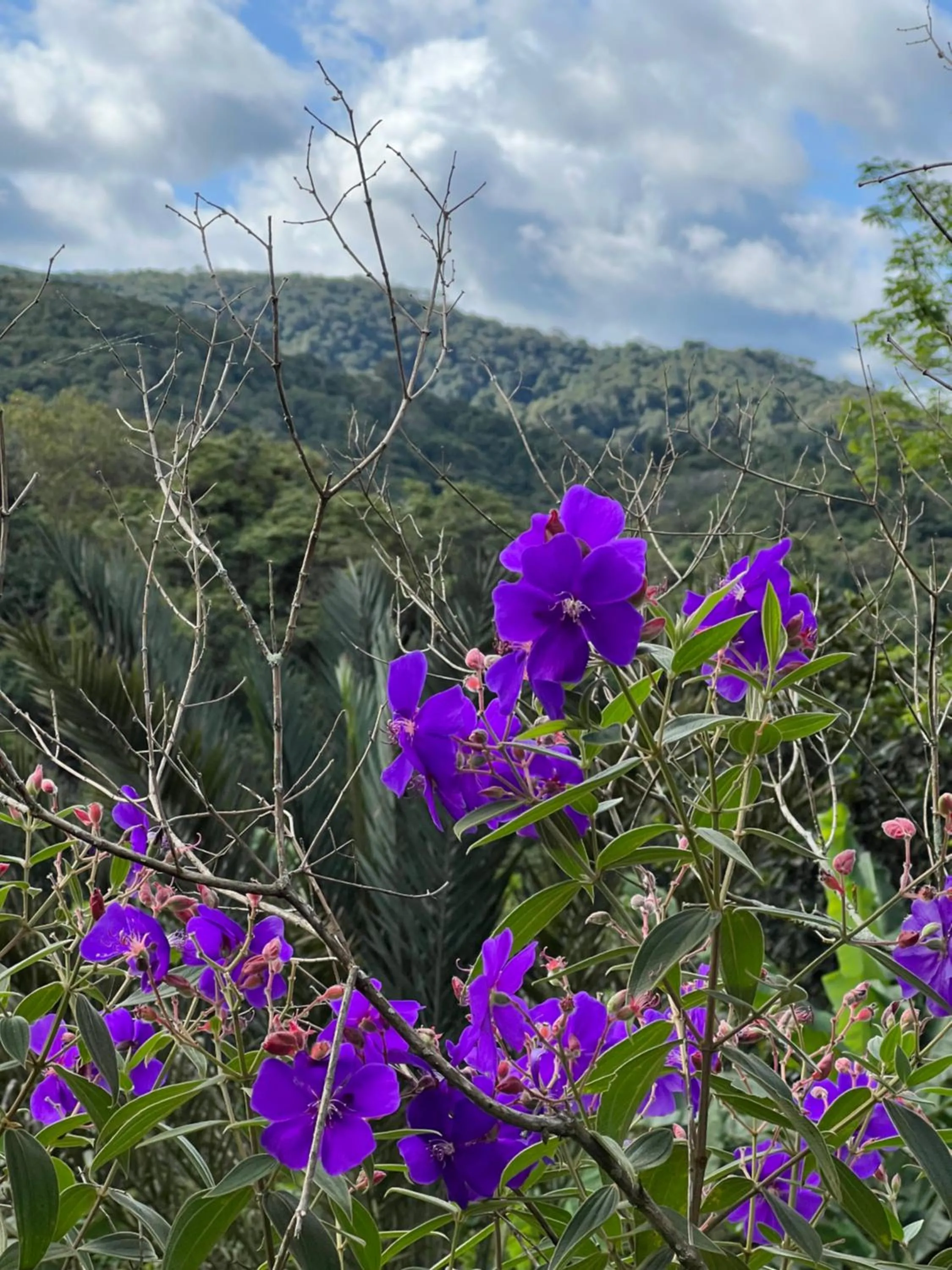 Spring in Le Rêve Pousada e Restaurante
