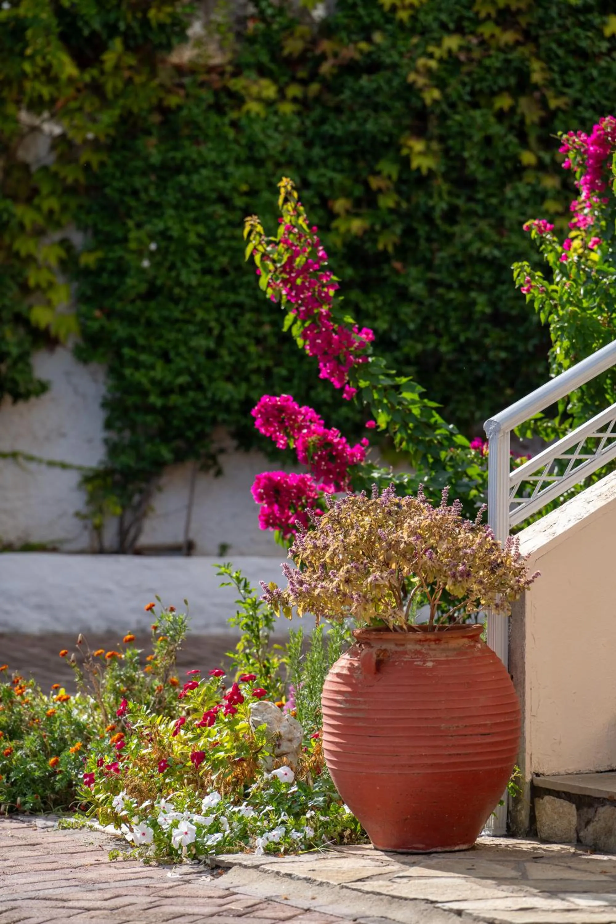 Garden in La Luna Hotel