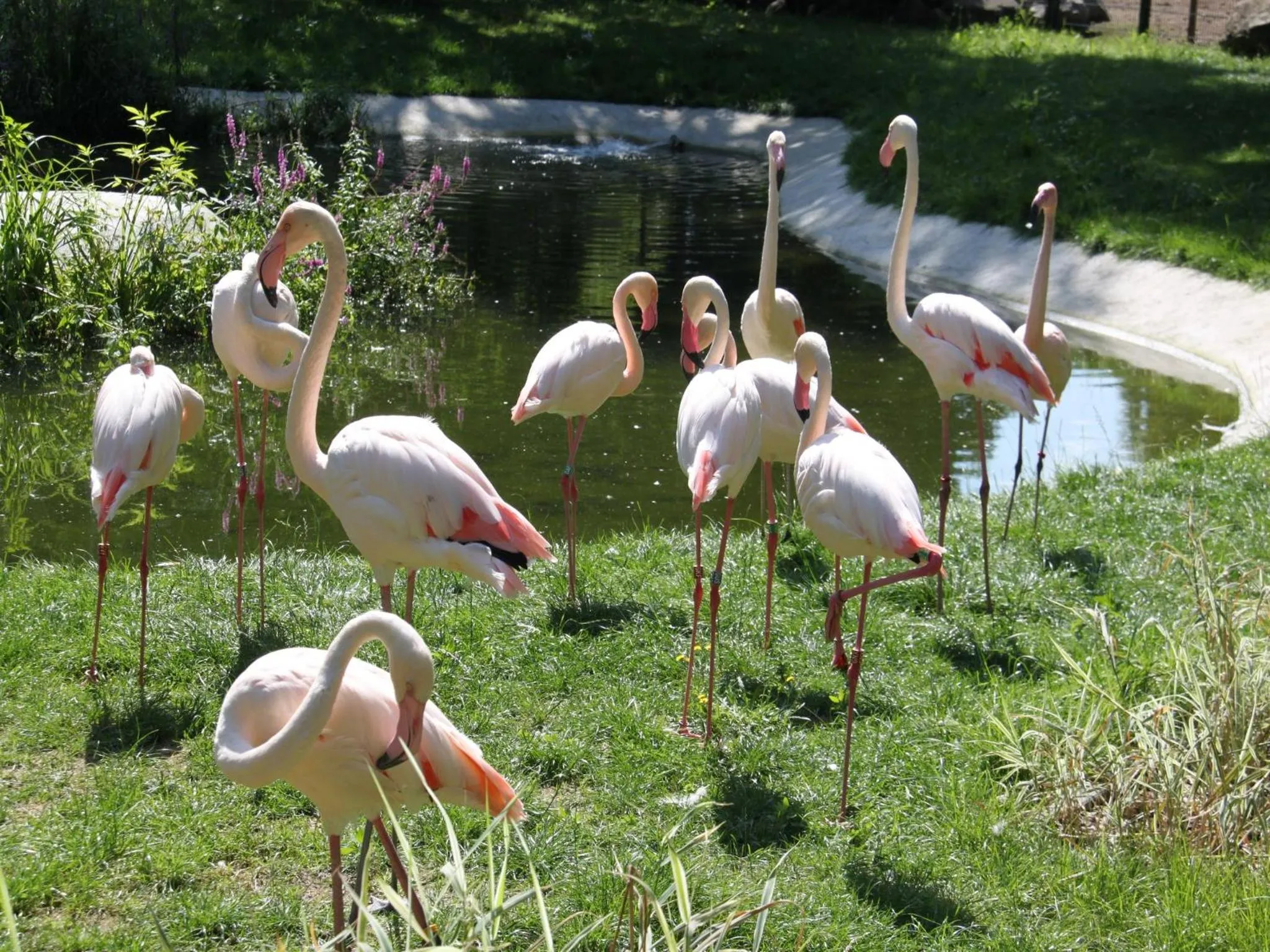 Animals in Lagunenstadt am Haff GmbH