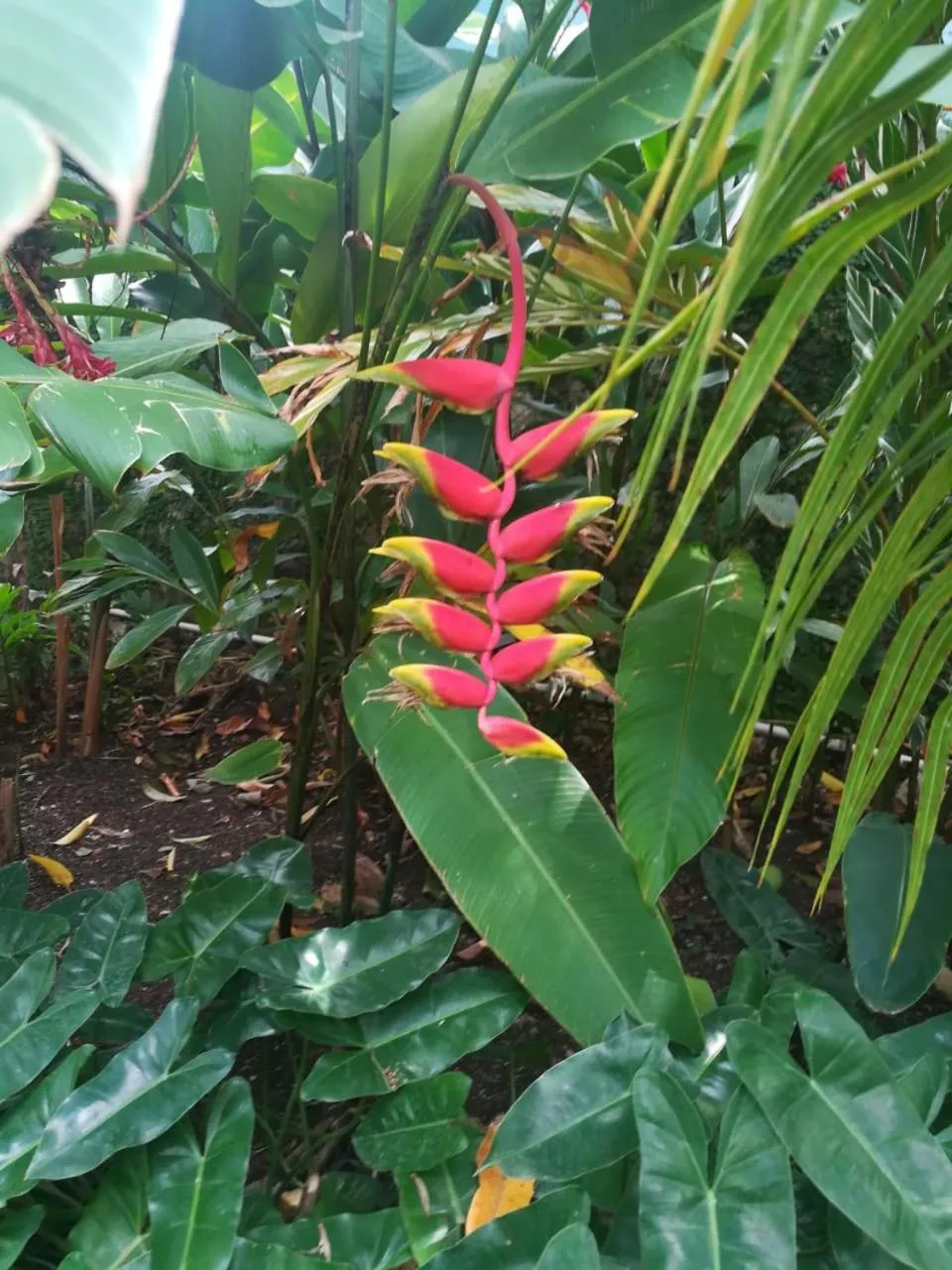 Villa Carolina Bed and Breakfast