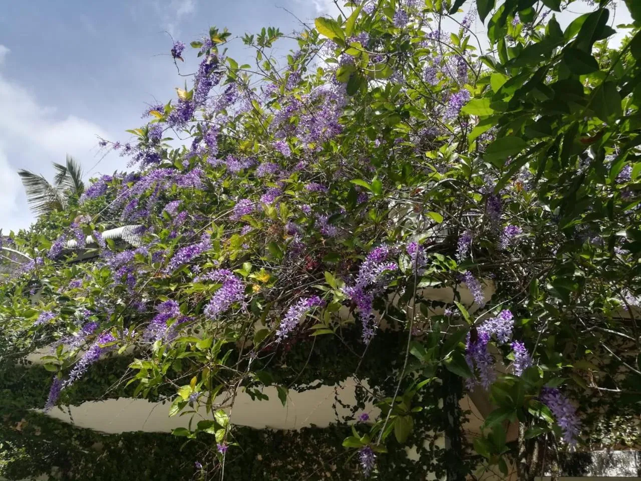 Villa Carolina Bed and Breakfast