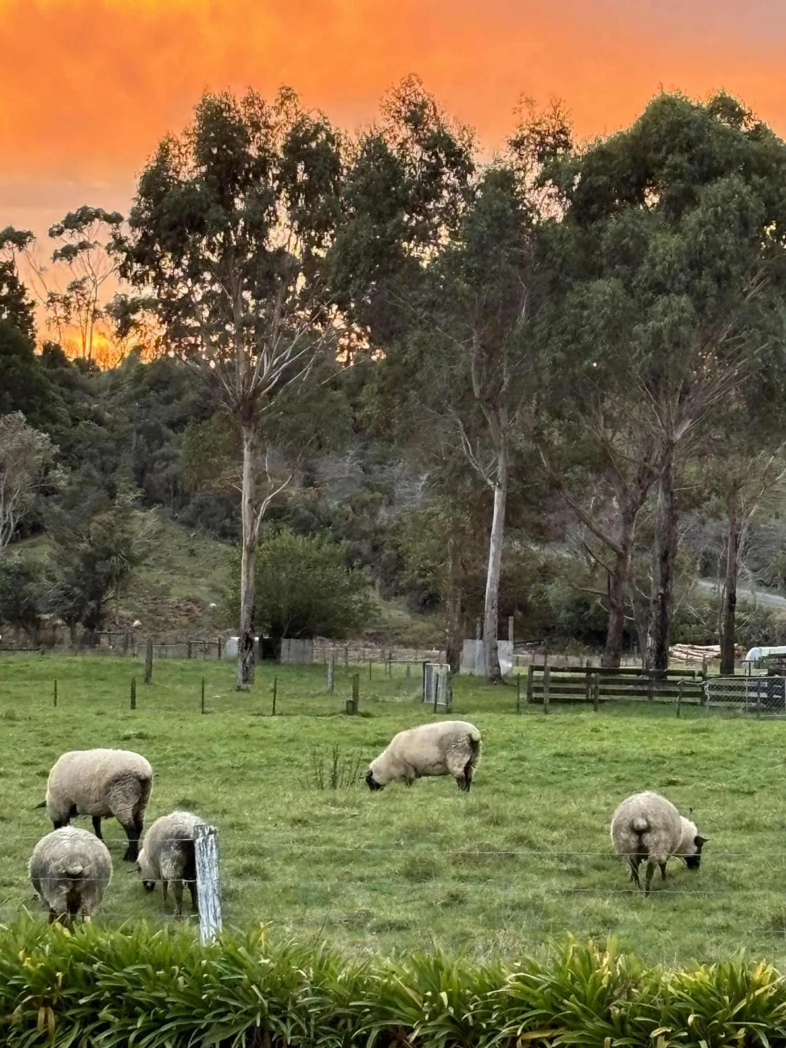 Hokitika - Blue Spur Bed and Breakfast