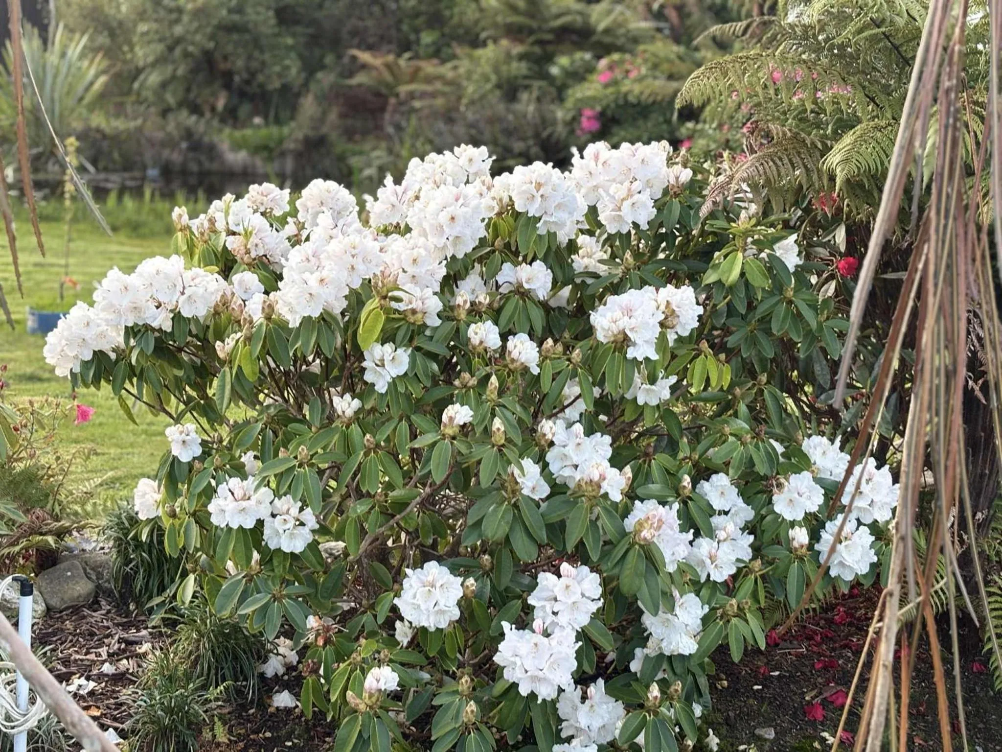 Hokitika - Blue Spur Bed and Breakfast