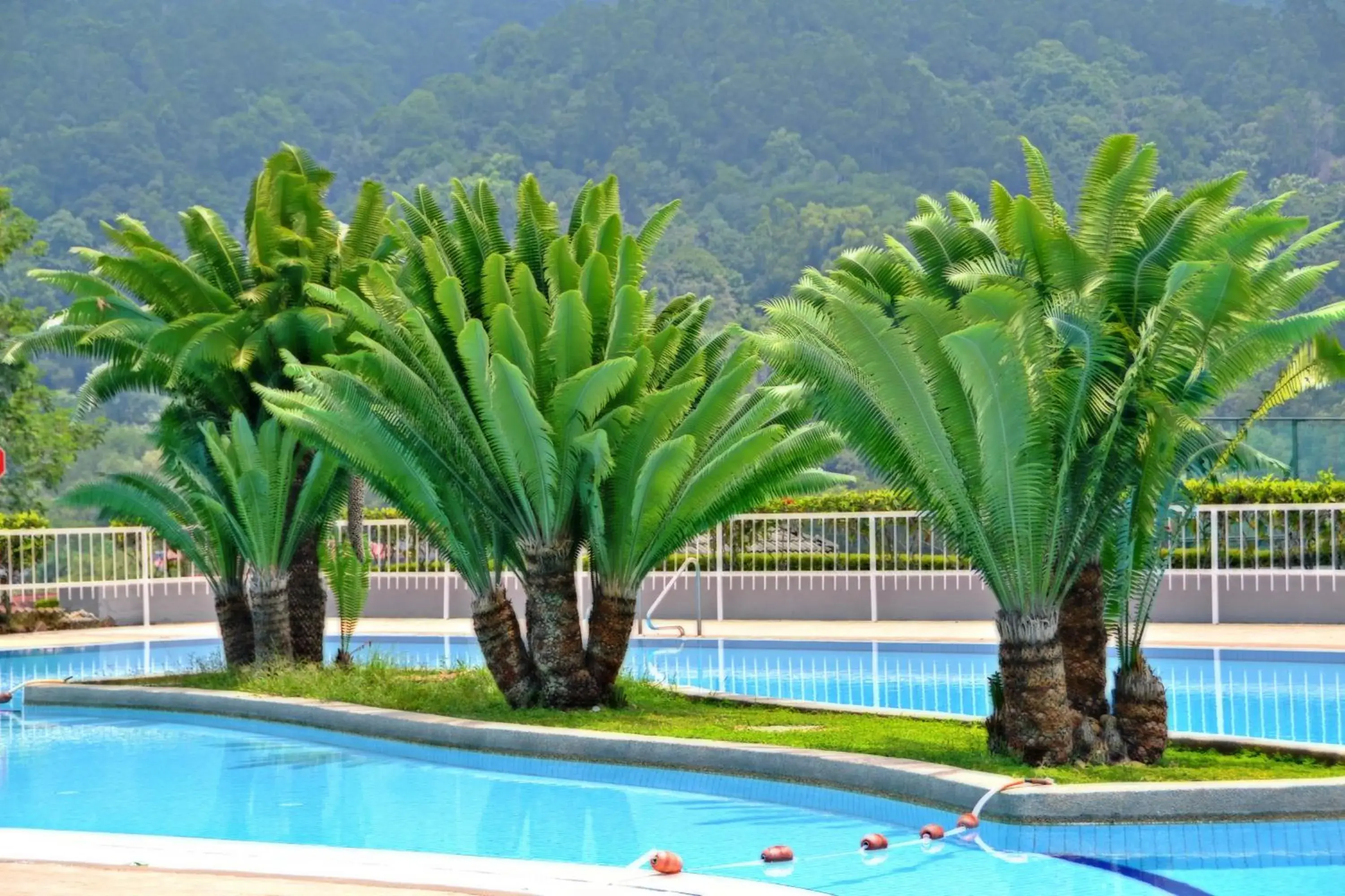 Swimming pool in Meru Suites at Meru Valley Resort Swimming pool in Meru Suites at Meru Valley Resort