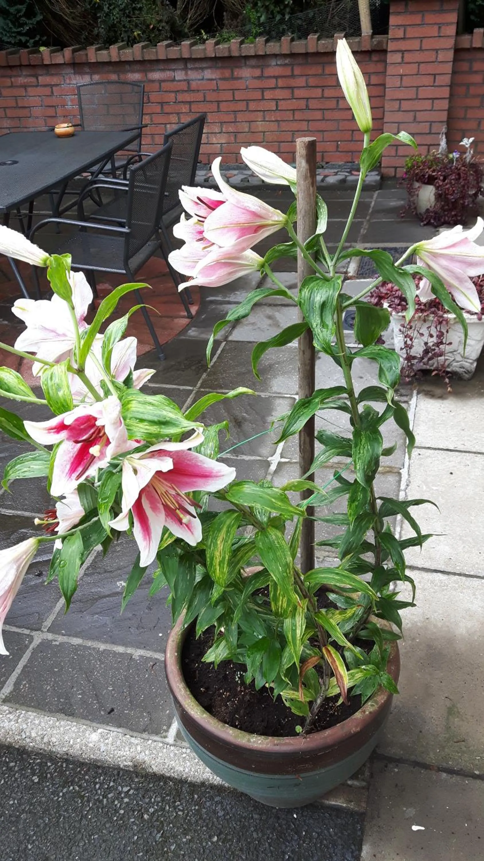 Property building in Scapaflow B&B