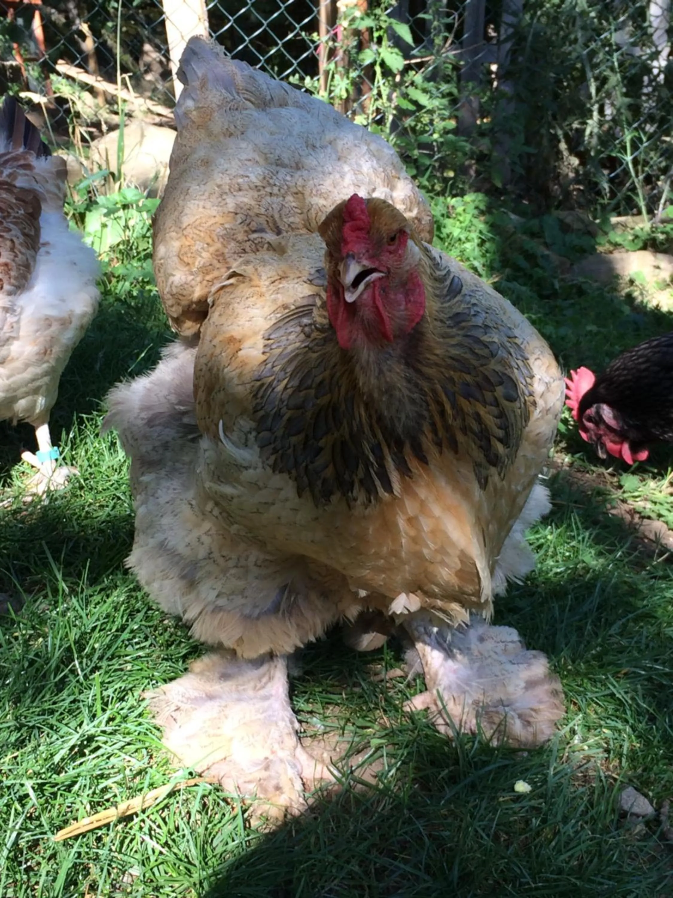 Pets in Les Sittelles de Bamboche