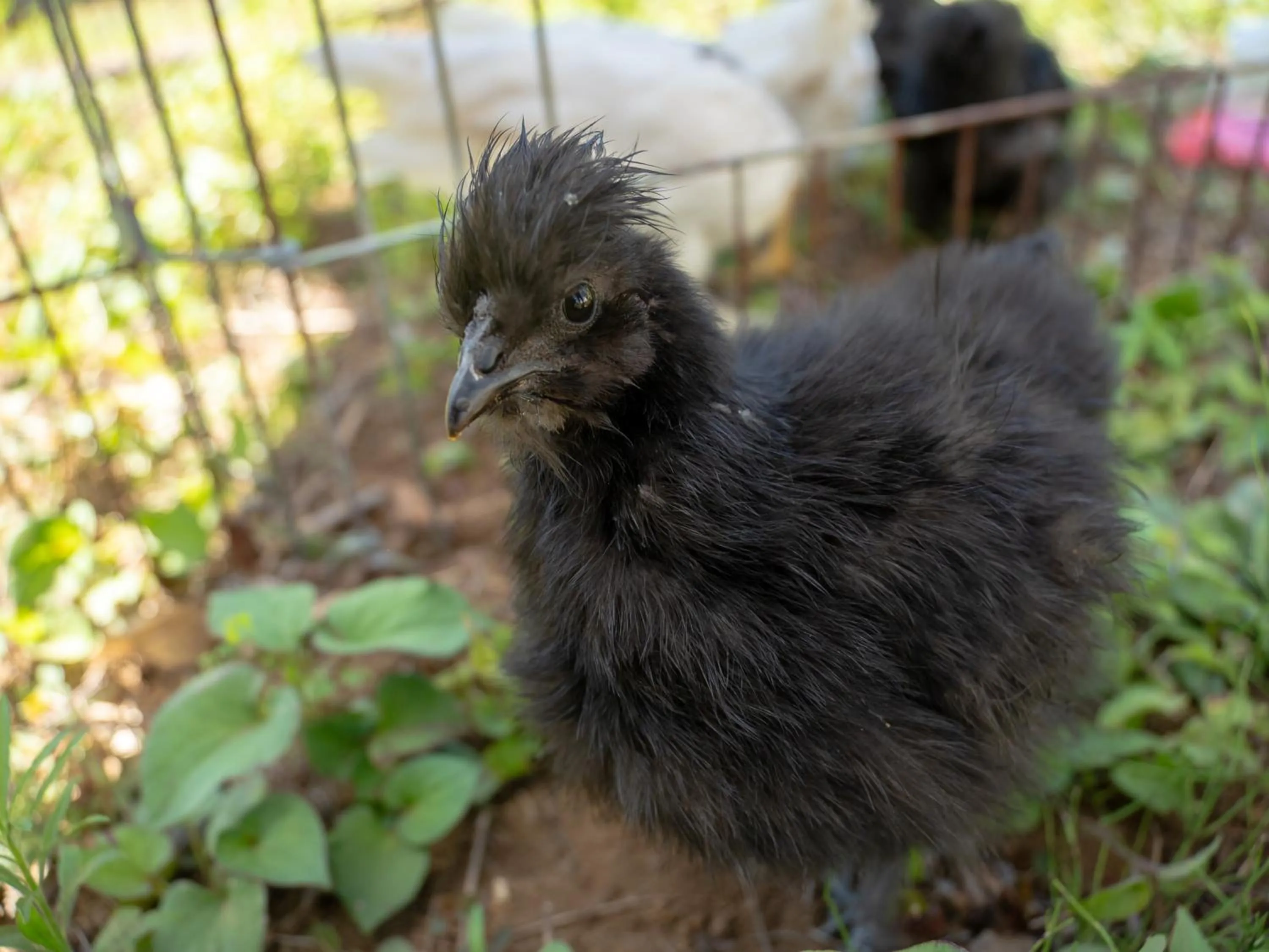Animals in Farm Garden Hotel