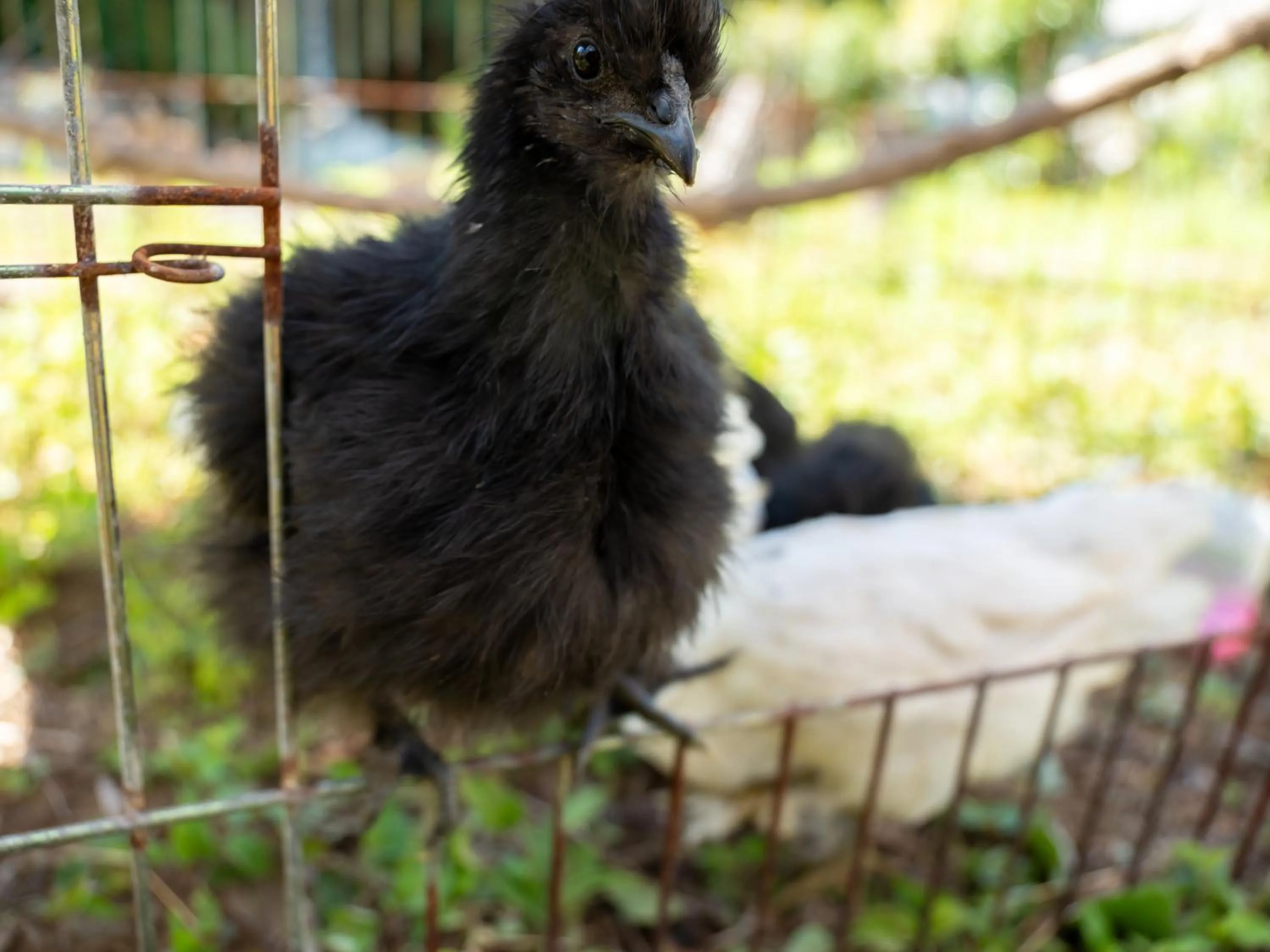 Animals in Farm Garden Hotel