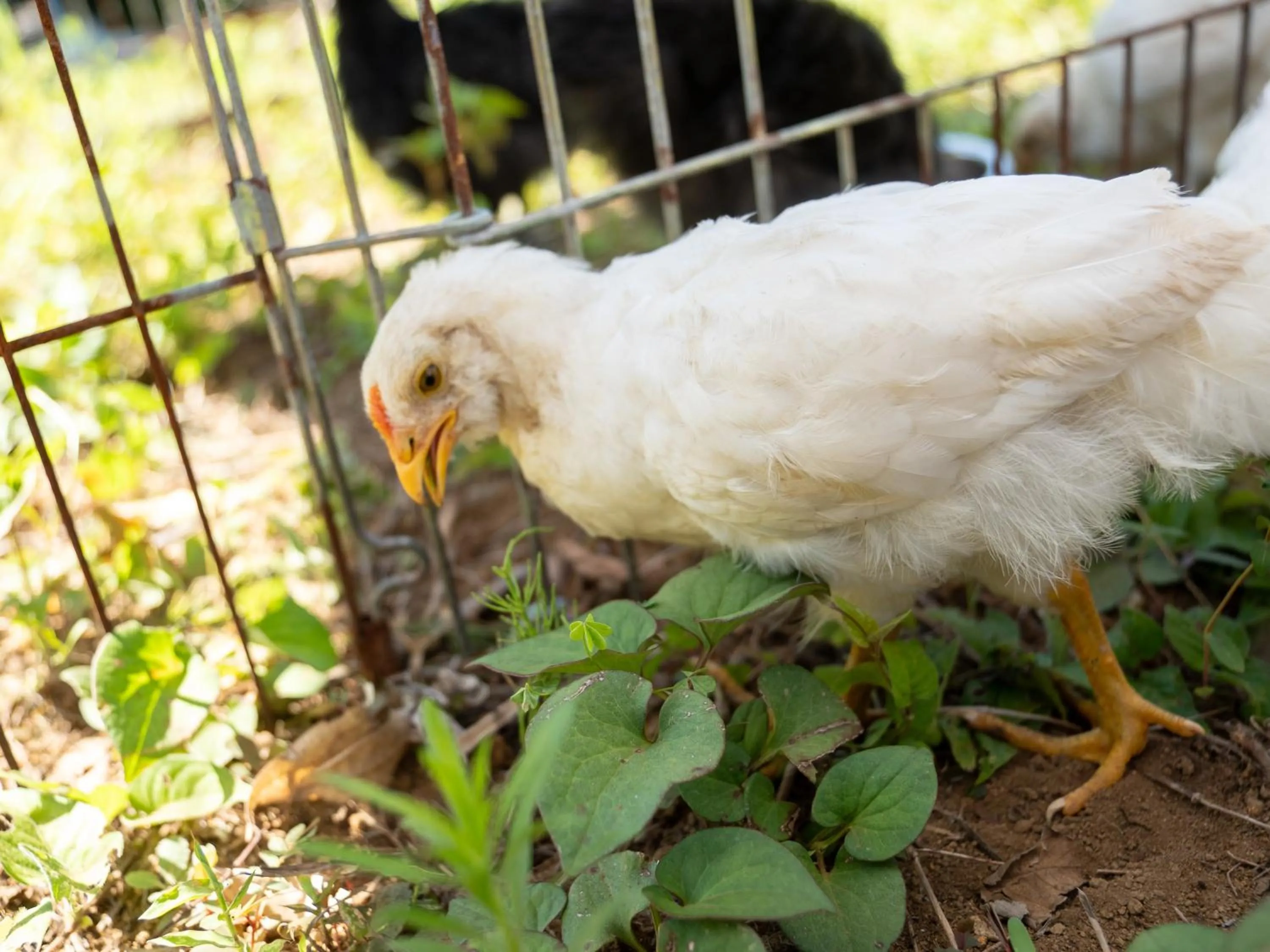 Animals in Farm Garden Hotel