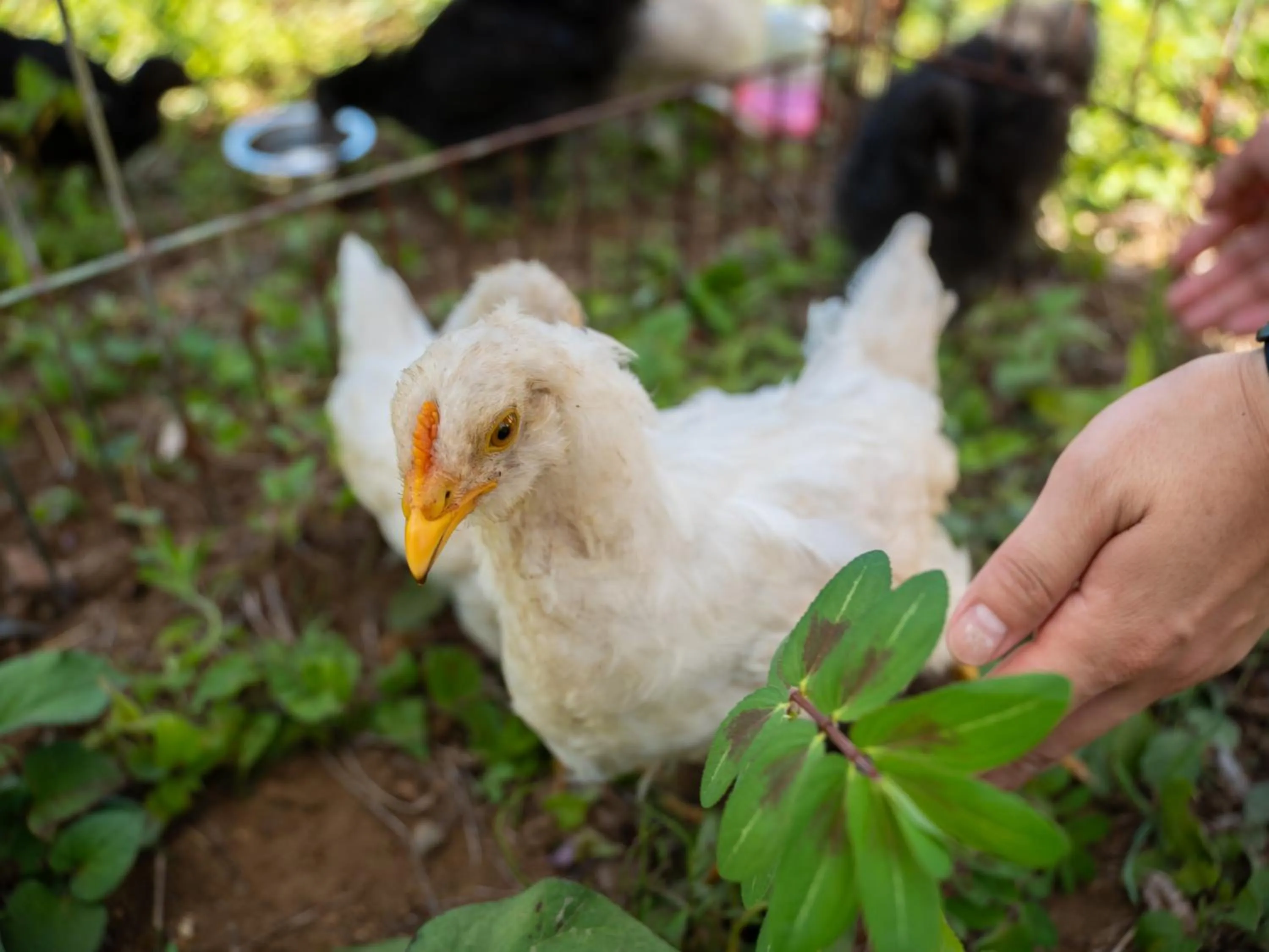 Animals in Farm Garden Hotel